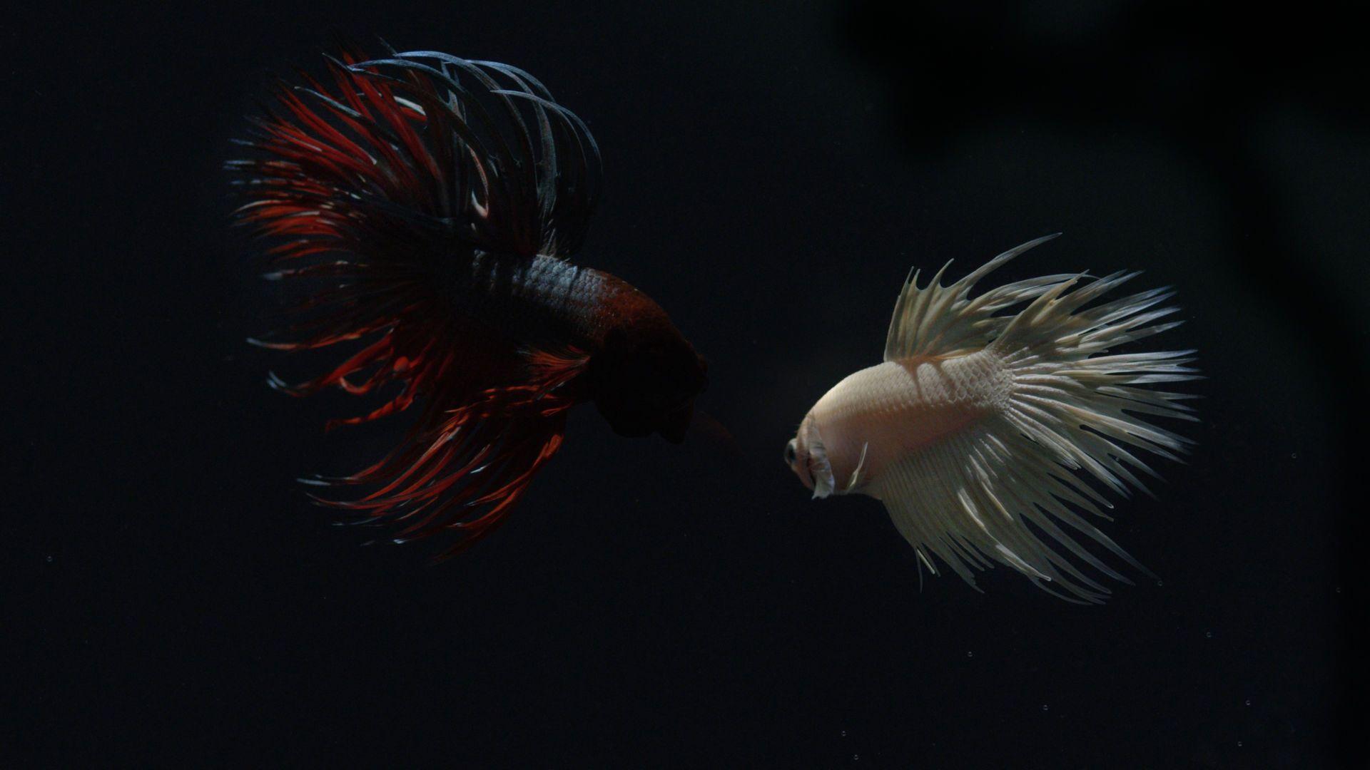 Live Fish Wallpapers - Top Free Live Fish Backgrounds - WallpaperAccess