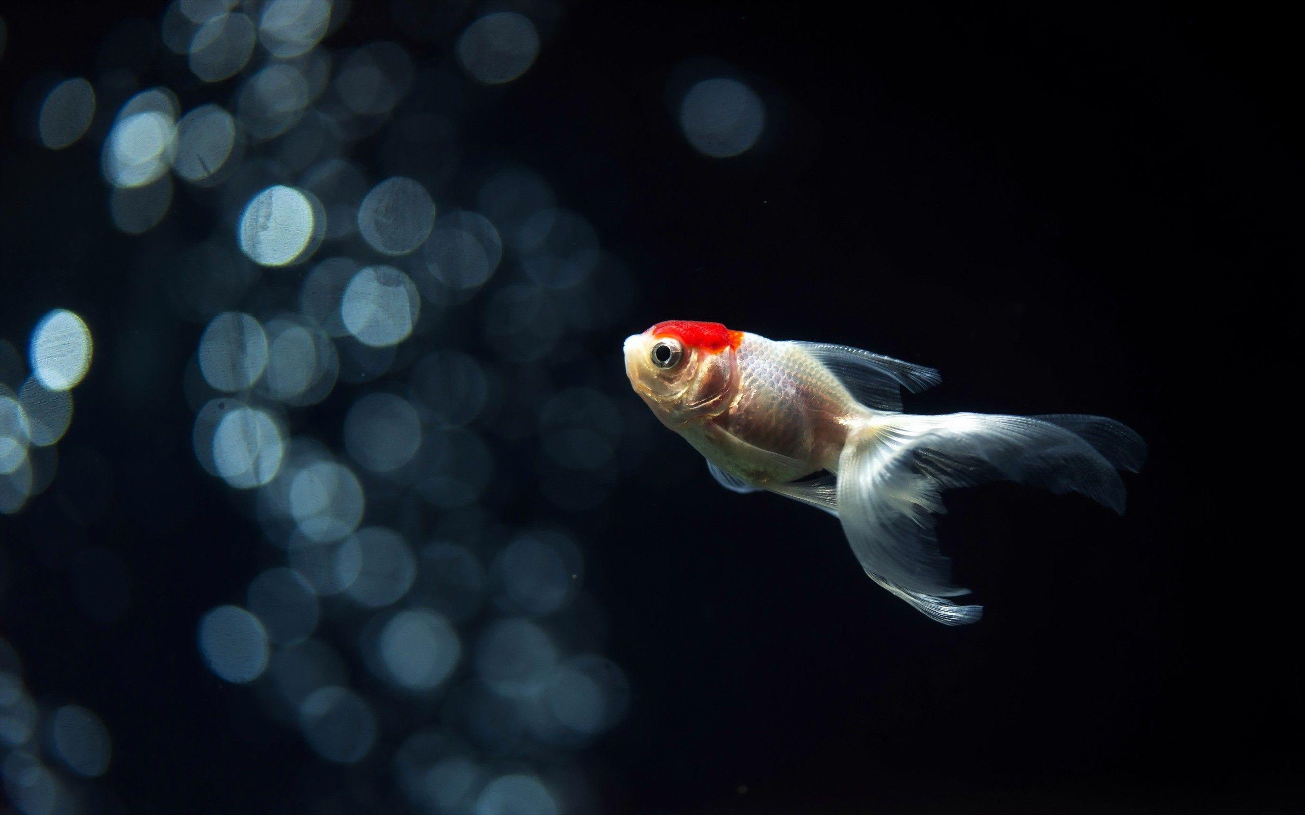 Hình nền HD Aquarium 2560x1600 https://wallpaperaccess.com/full/1737862.jpg