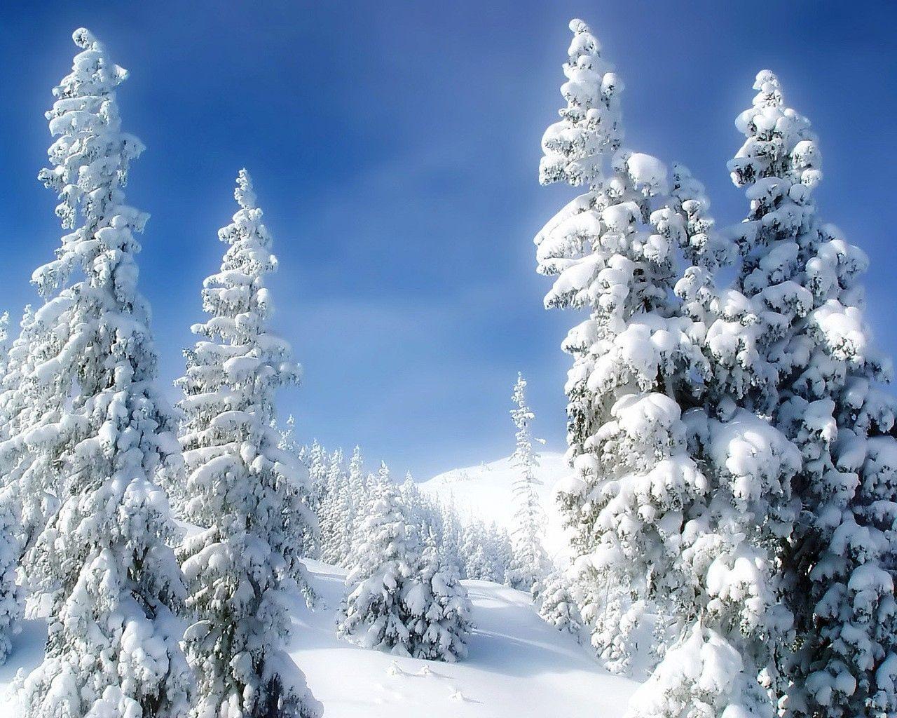 1280x1024 Download wallpaper 1280x1024 pines, winter, snow, snowdrifts
