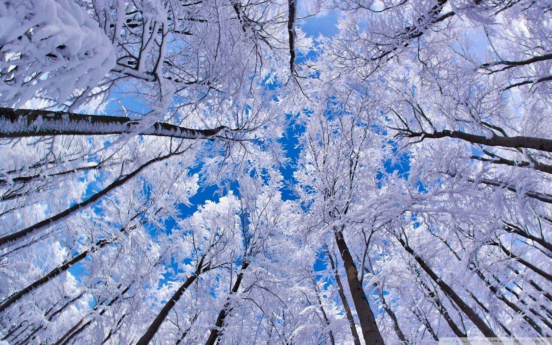 1920x1200 Winter Solstice Wallpaper