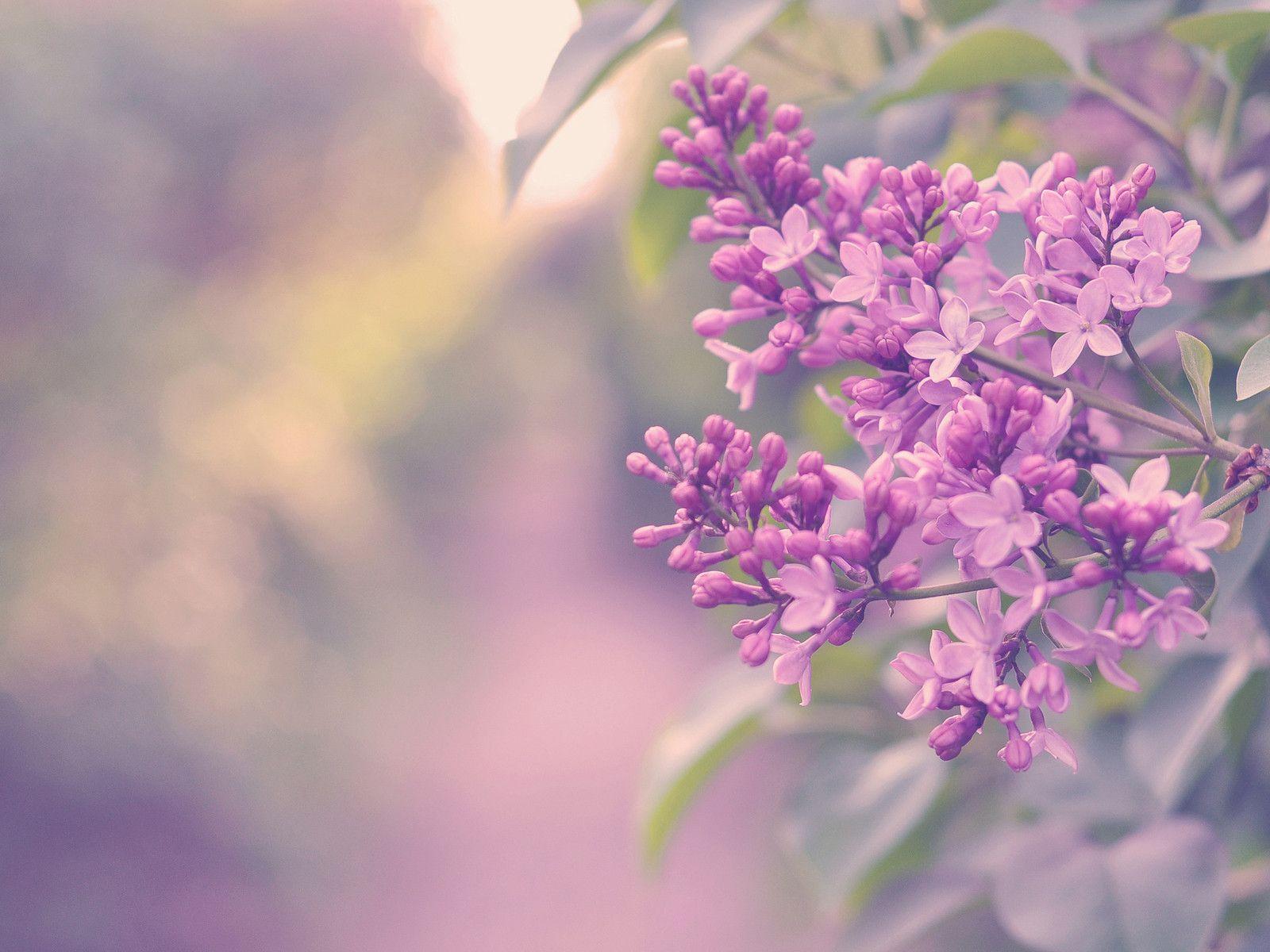 Lilac Wallpapers Top Free Lilac Backgrounds Wallpaperaccess