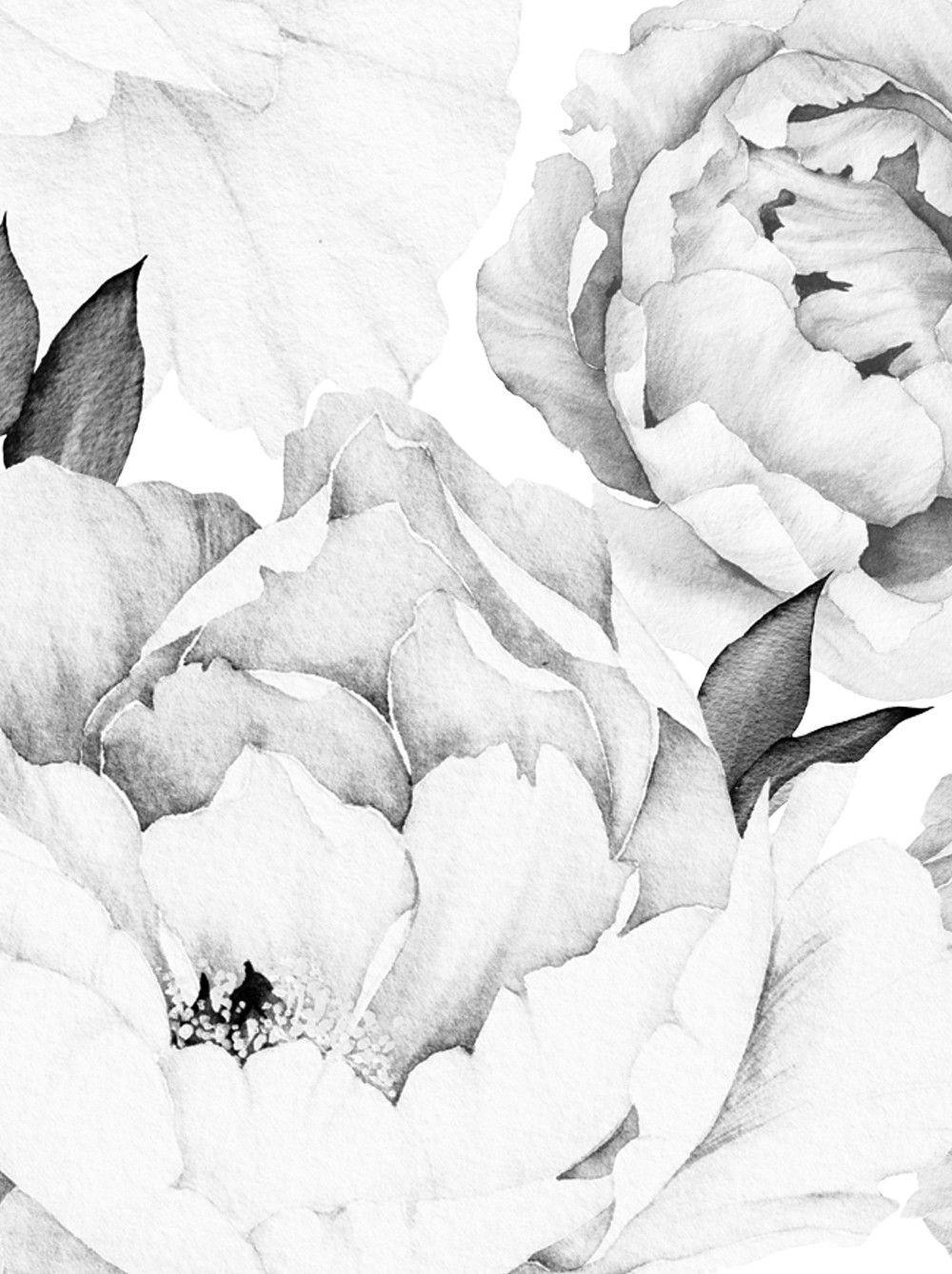Black and White Peony Wallpapers - Top Free Black and White Peony