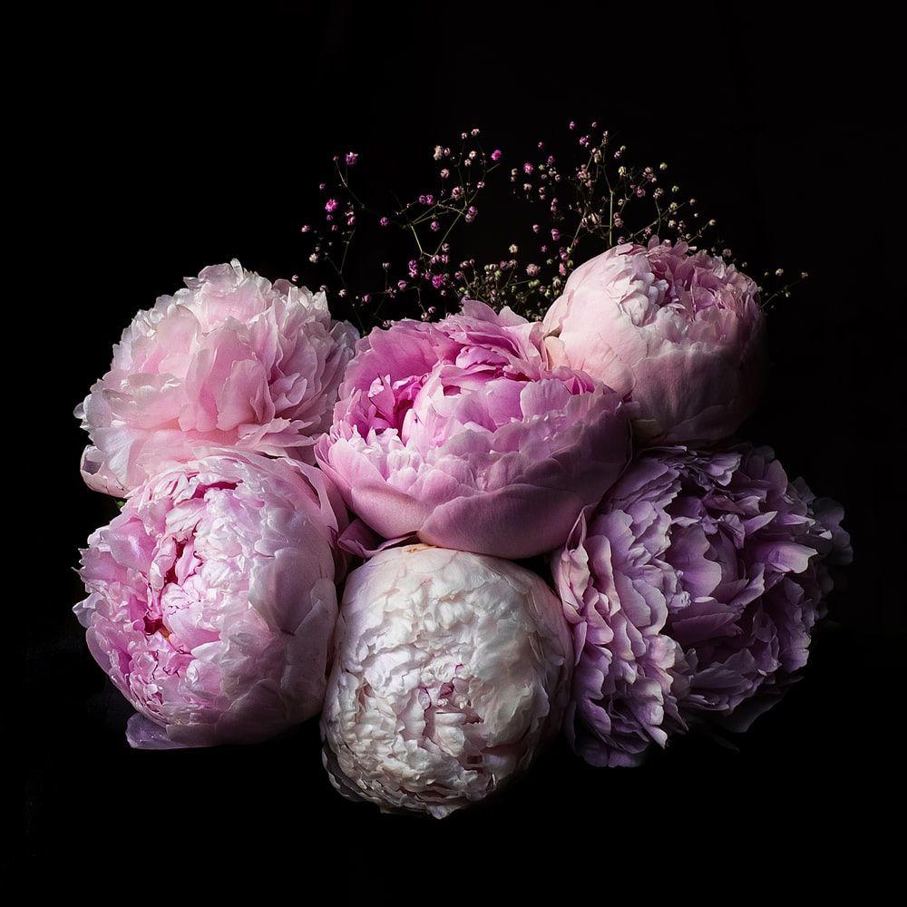 Peonies HD Wallpapers - Top Free Peonies HD Backgrounds - WallpaperAccess