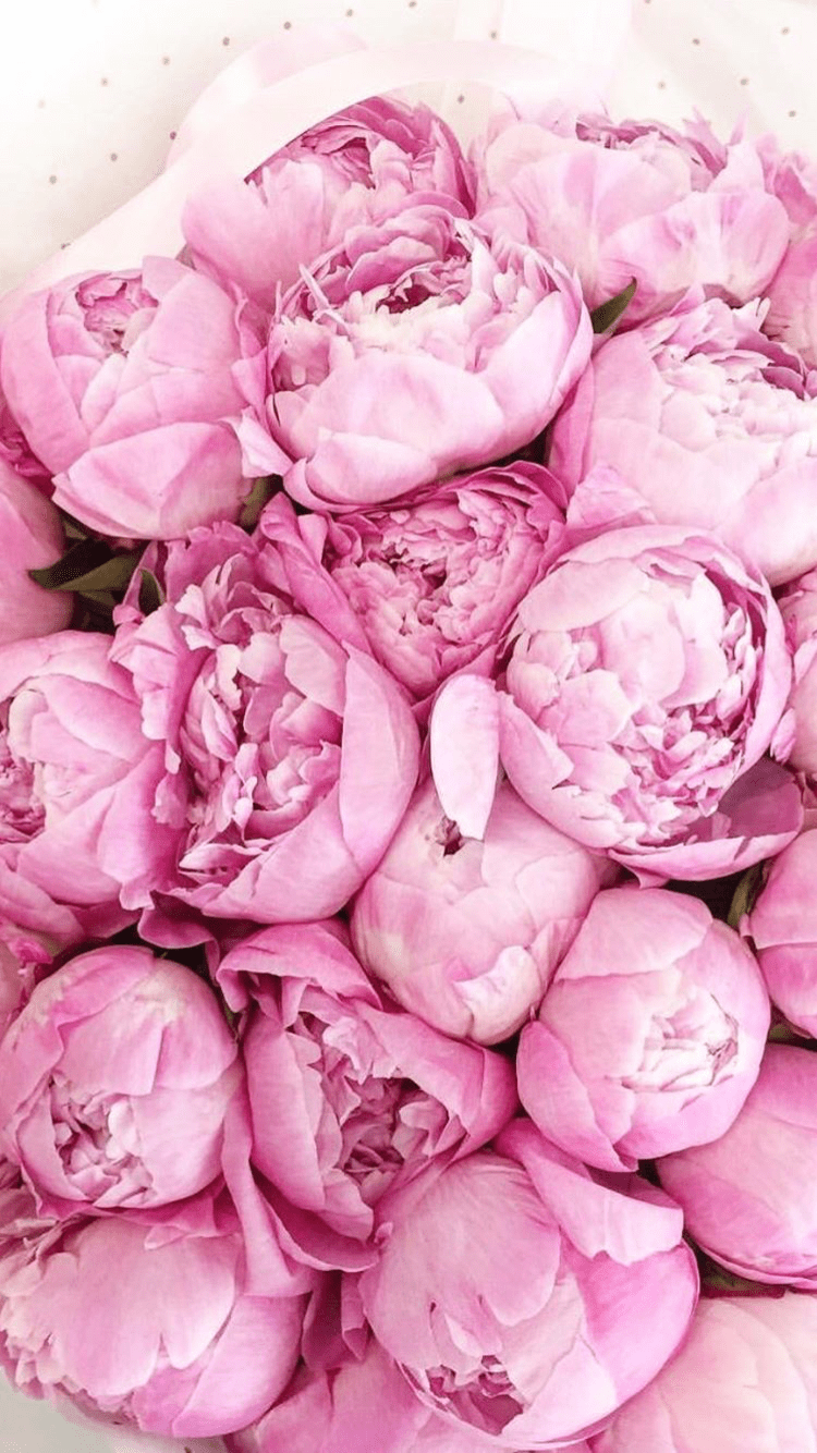 Floral carpet or Wallpaper Beautiful Pink peony flower for catalog or  online store Floral shop concept  Beautiful fresh cut bouquet Flowers  Stock Photo  Alamy
