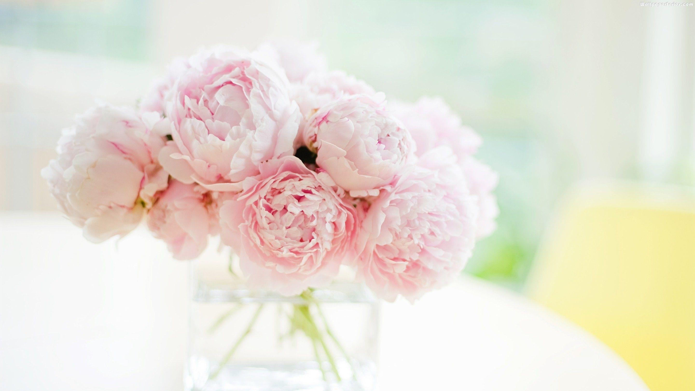 Floral carpet or Wallpaper Background of pink and white peonies Morning  light in the room Beautiful peony flower for catalog or online store Stock  Photo  Alamy