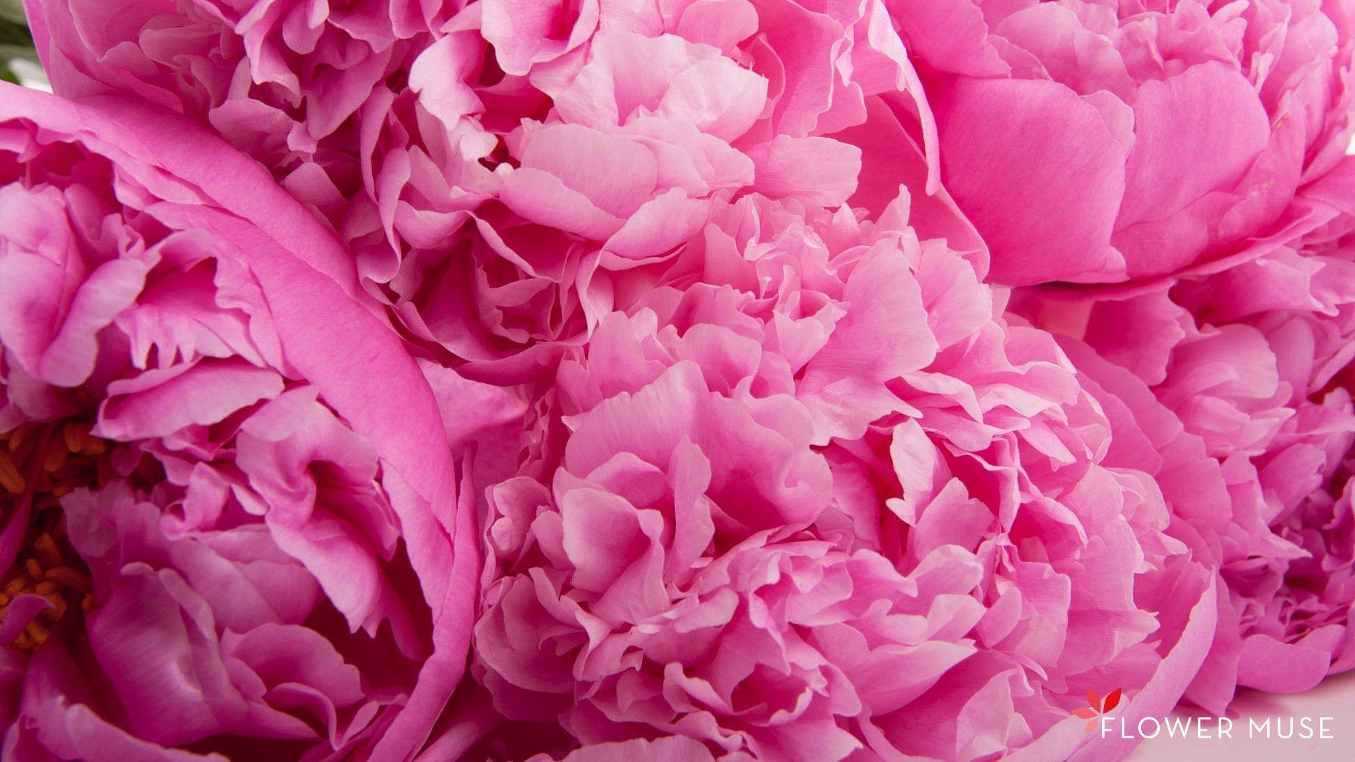 Pink Peonies Flower Wallpapers - Top Free Pink Peonies Flower