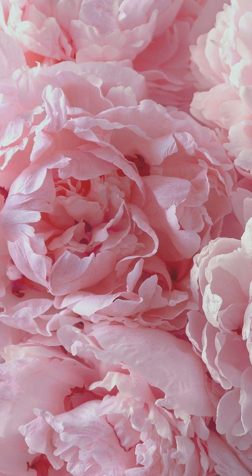 852x1608 Beauty full soft pink peonies! #colourinspiration