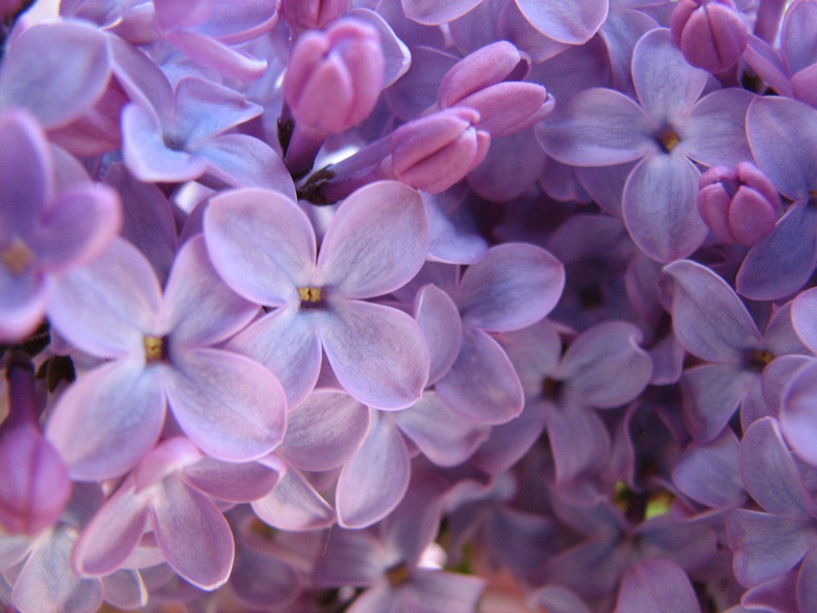 1600x1200 Màu tím Lilac Hình nền Hoa Hình nền Thiên nhiên trong jpg