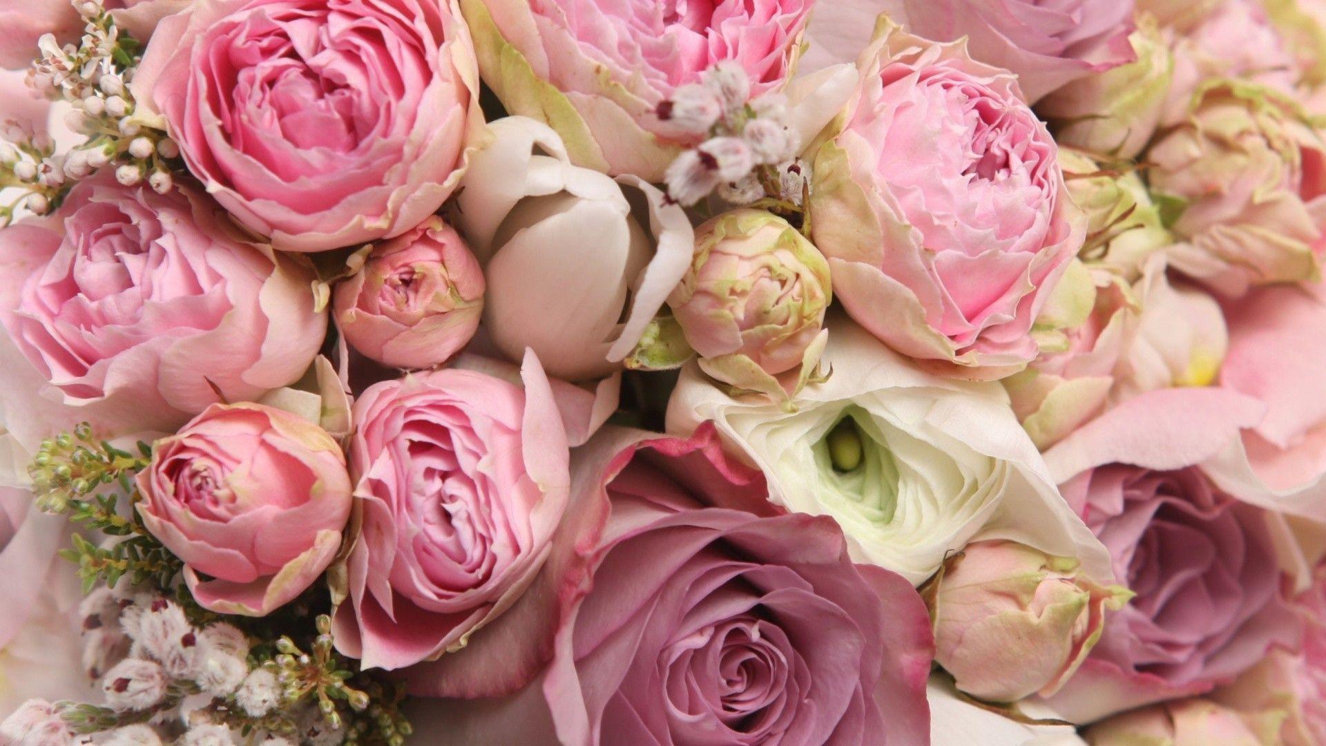 1920x1080 Peony Wallpaper background picture