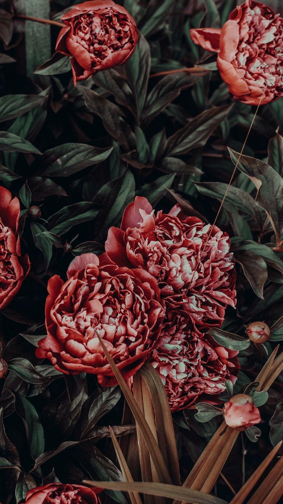 938x1668 Download wallpaper 938x1668 peonies, flowers, buds, flower