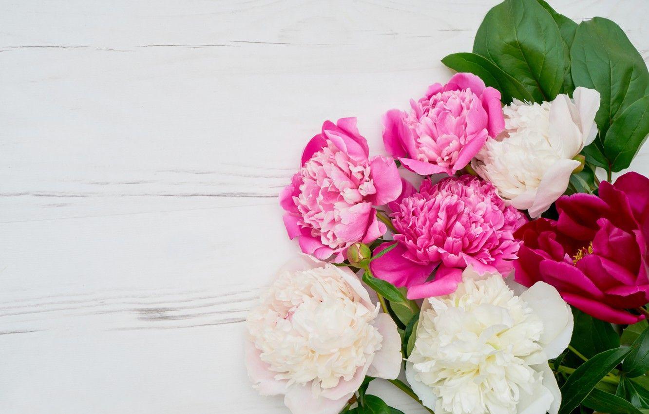 1332x850 Wallpaper flowers, white, pink, peonies, peonies image