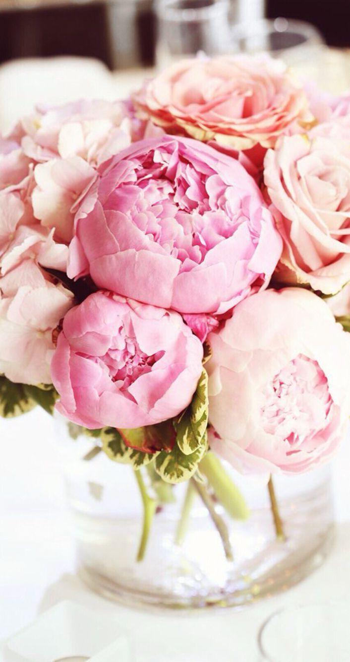 706x1334 Peonies Desktop Wallpaper, Picture