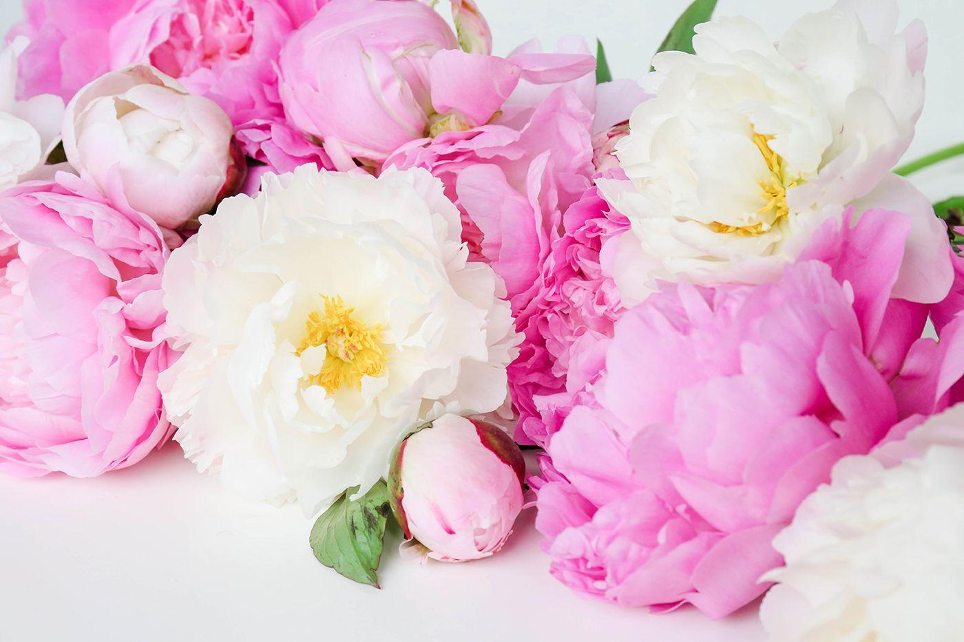 1400x933 ProperPrintables \ Colorful Peonies Wallpaper Download