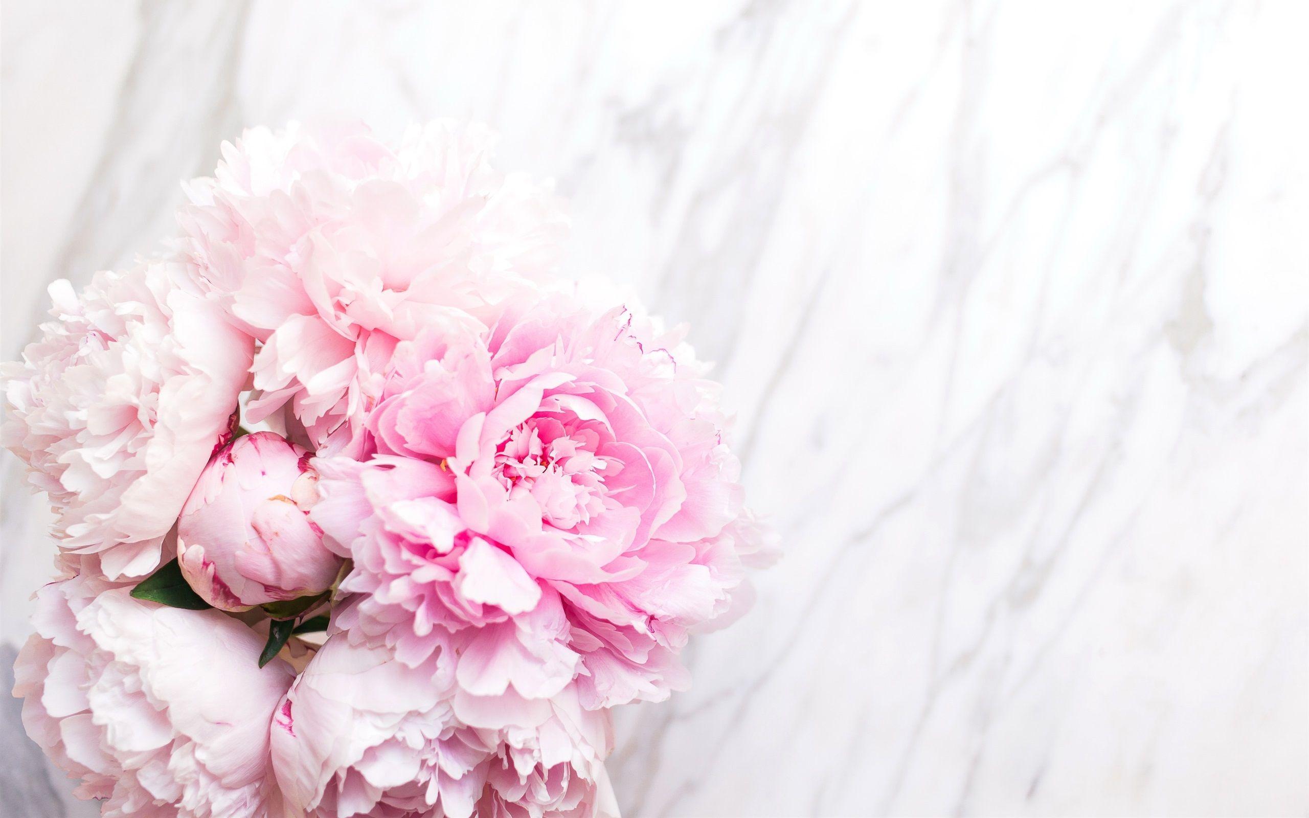 2560x1600 Pink Peonies, Tender 750x1334 IPhone 8 7 6 6S Wallpaper