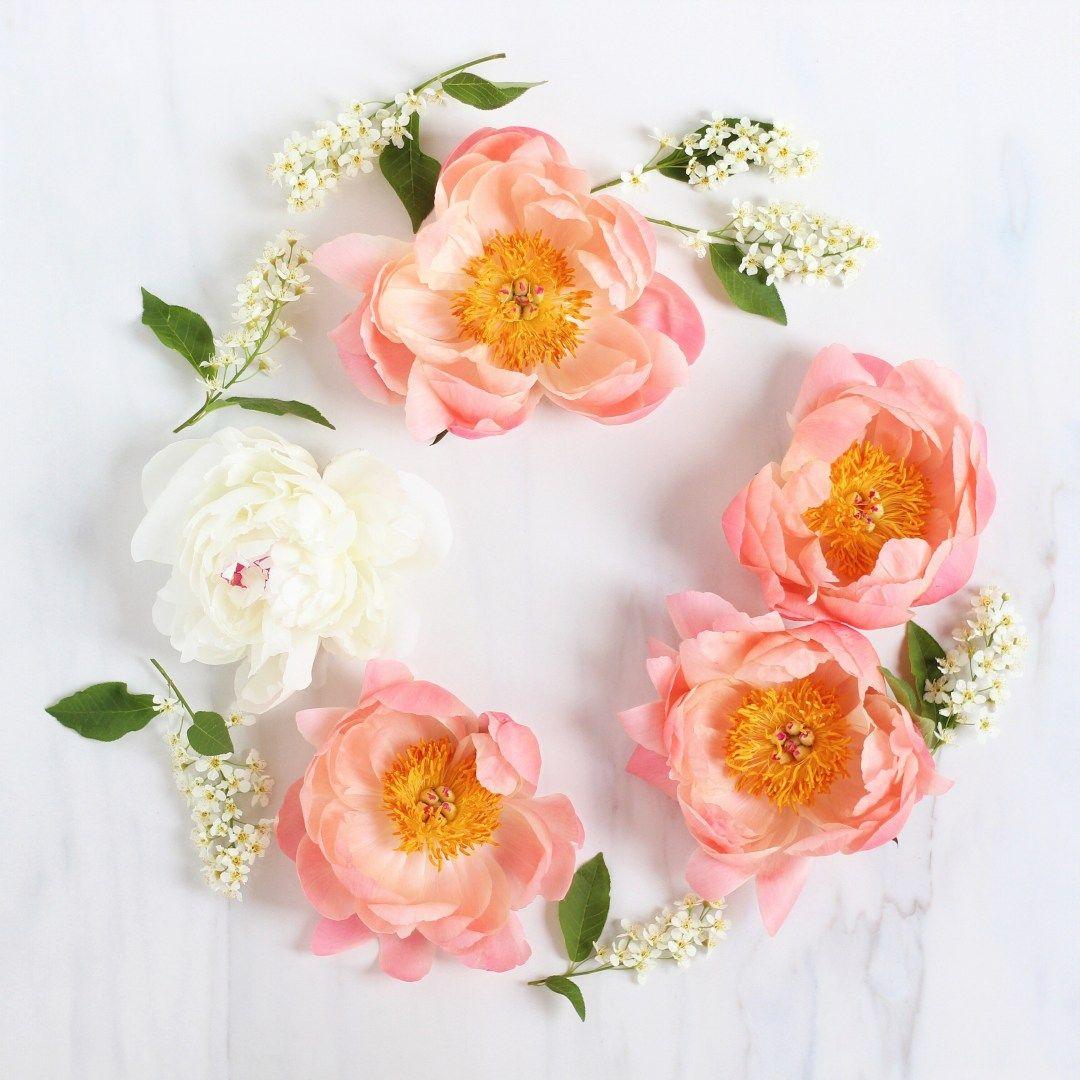 1080x1080 free pink peony desktop wallpaper Archives