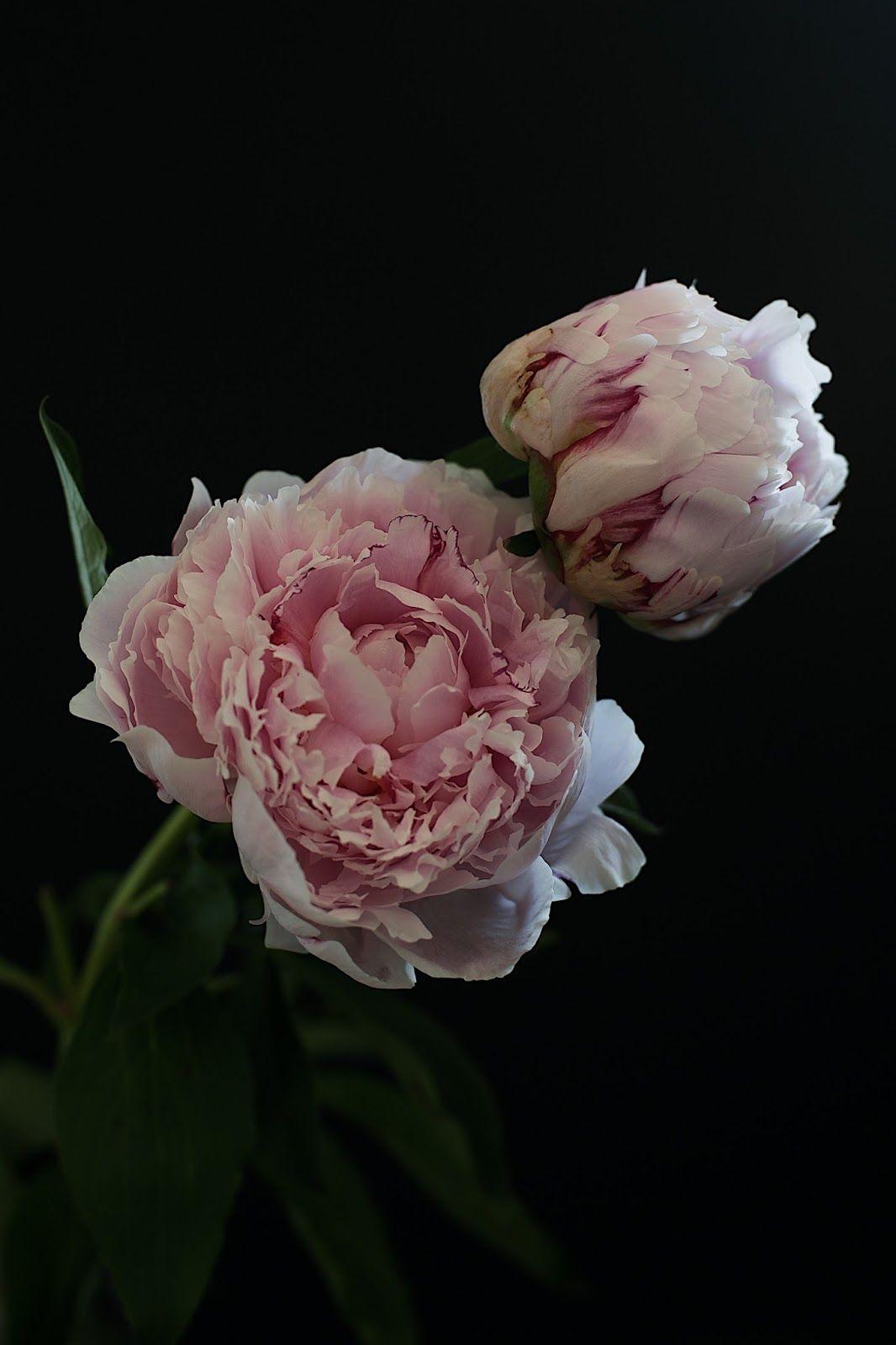 Peony iPhone Wallpapers - Top Free Peony iPhone Backgrounds