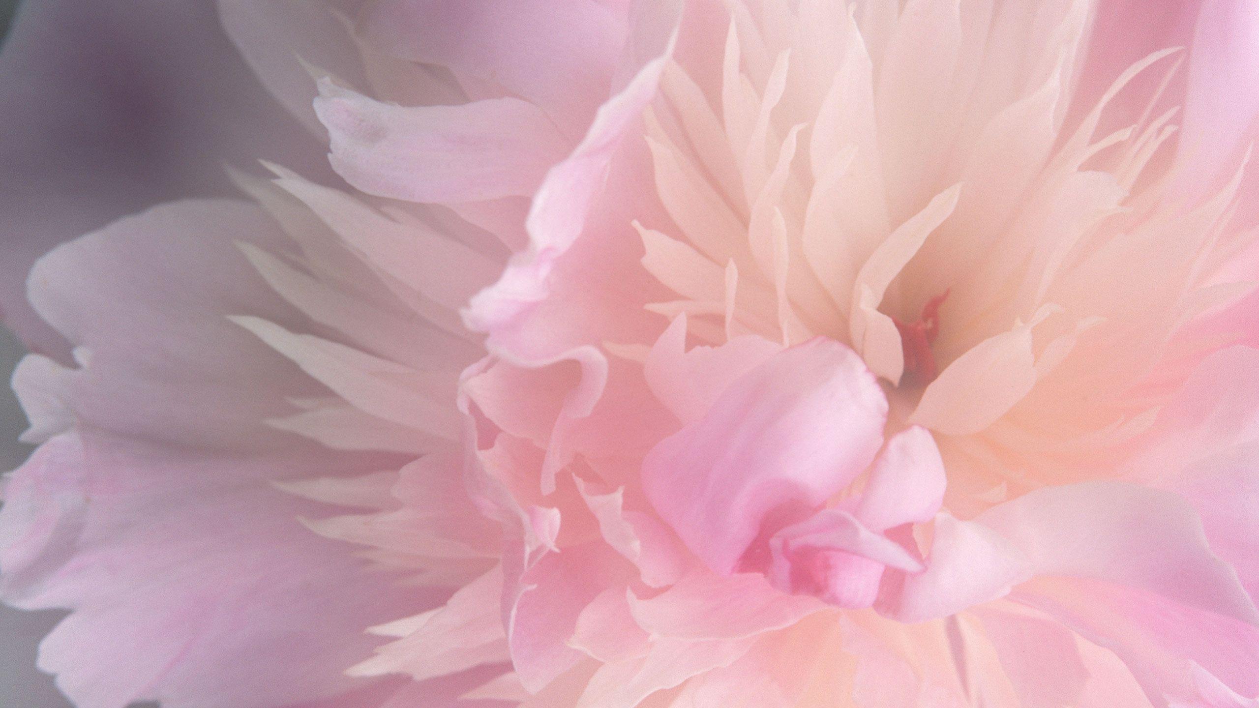 2560x1440 Pink Peonies Wallpaper
