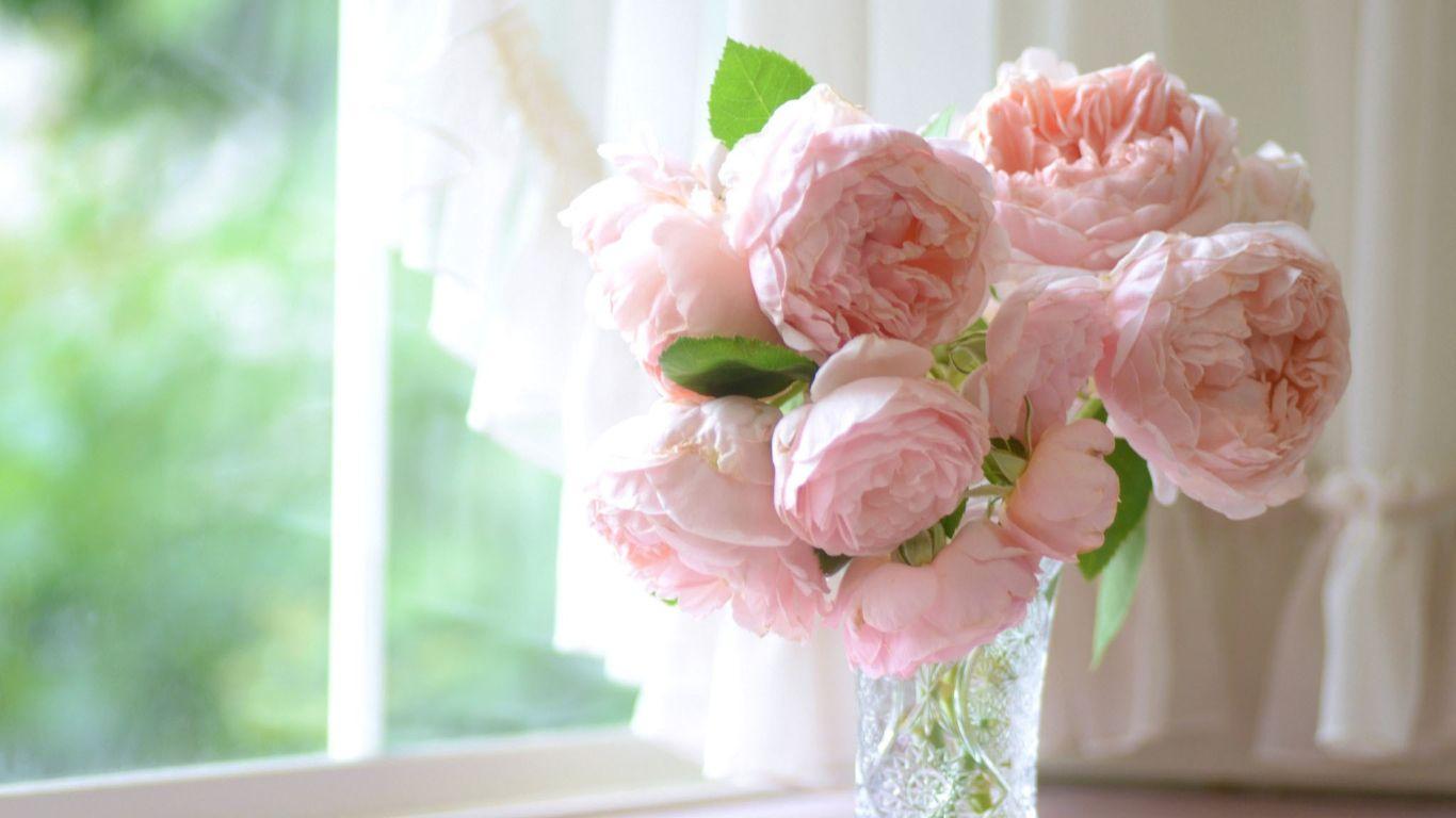 1366x768 Pink Peonies Wallpaper Wallpaper Desktop Free