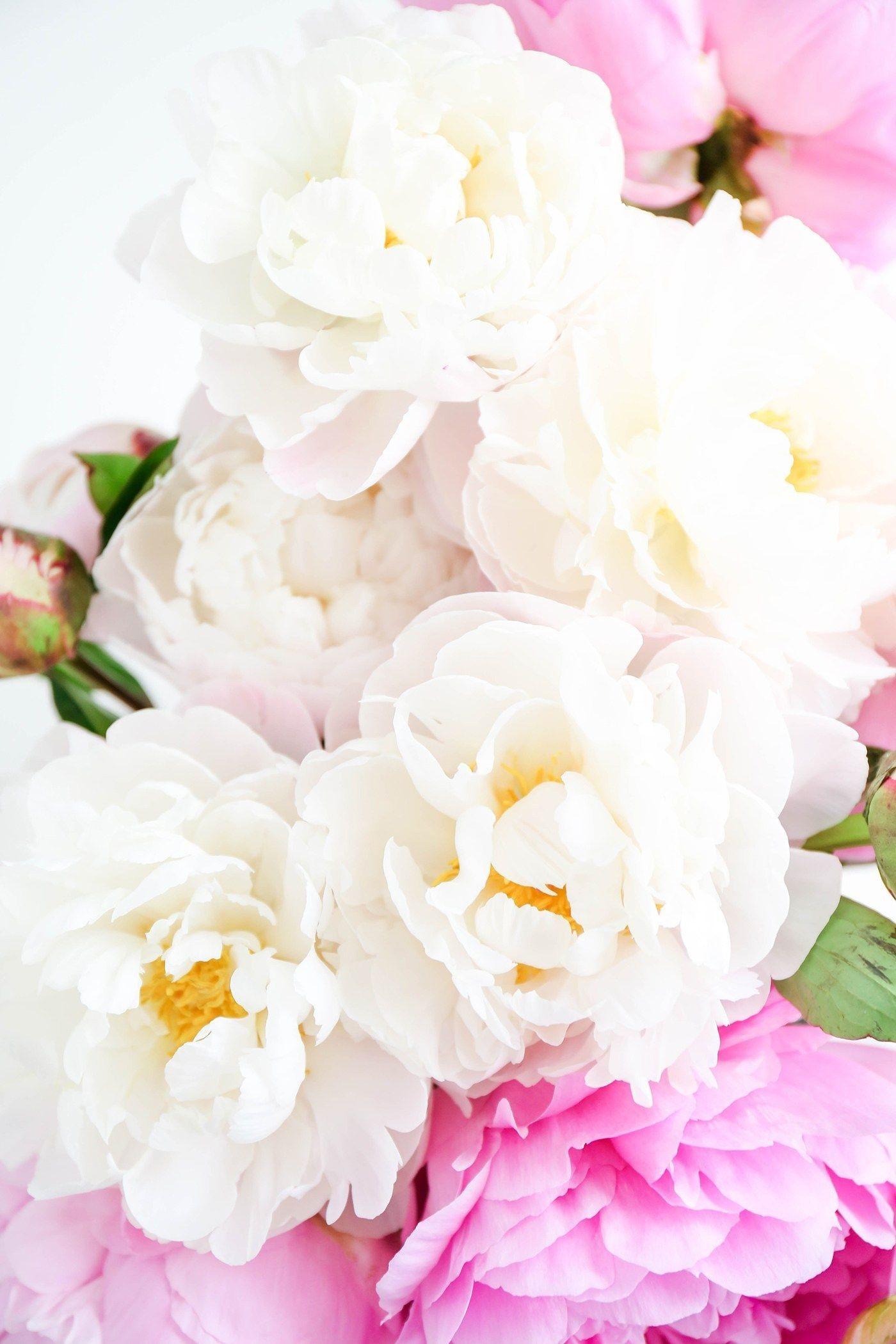 1400x2100 Pink Peonies Wallpaper