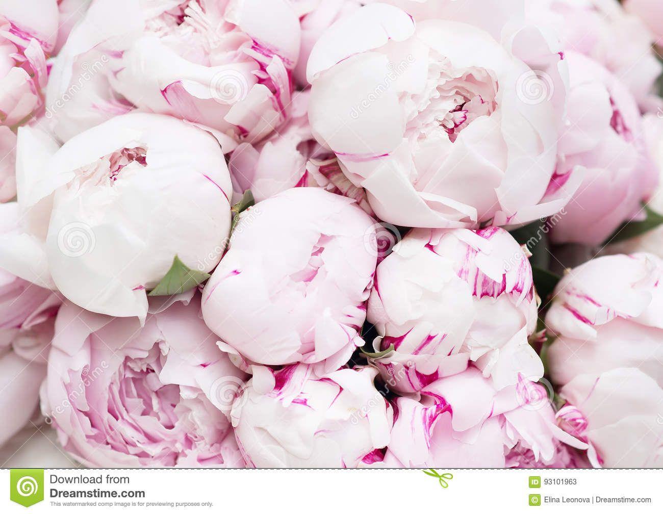 1300x1008 Pink peonies, type format. for your desktop wallpaper