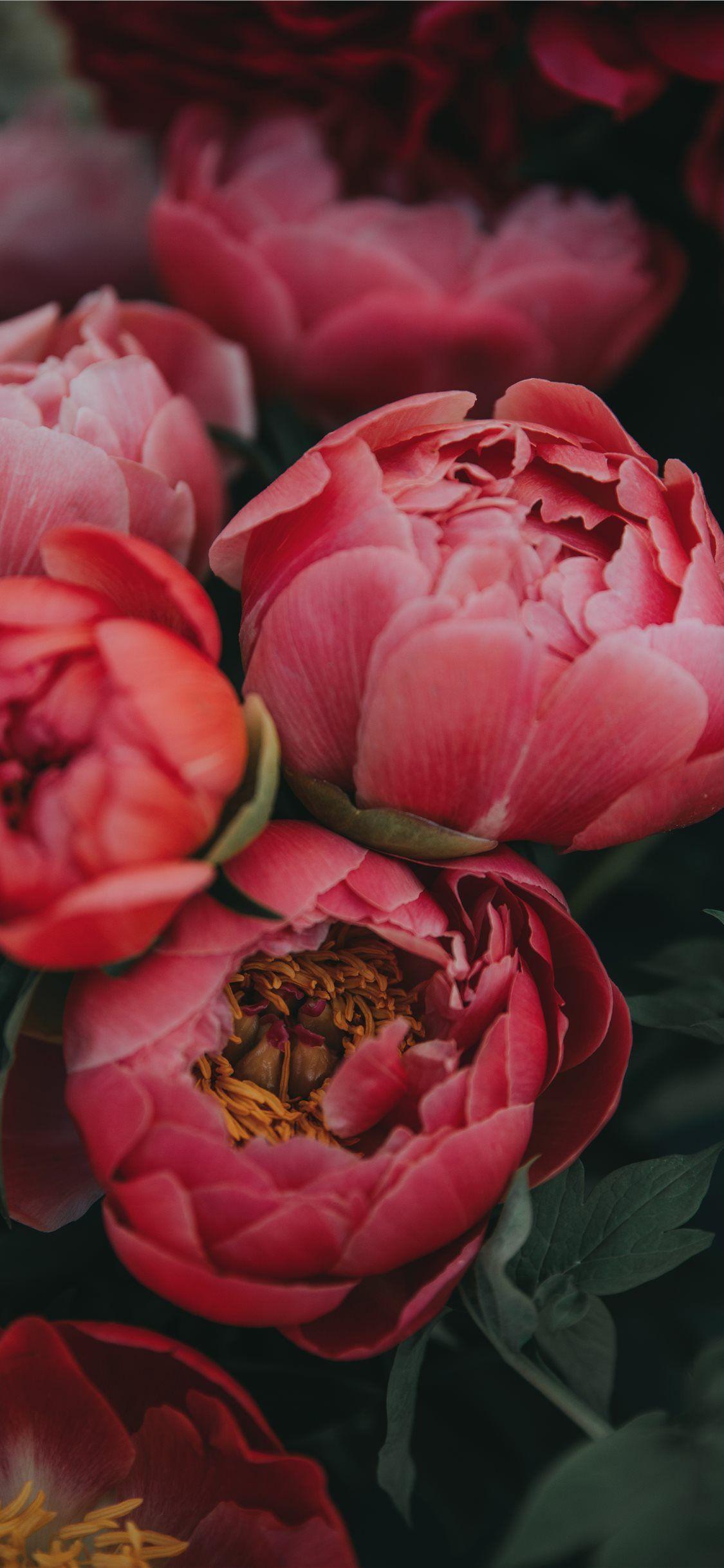 1125x2436 flower iPhone X Wallpaper Free Download