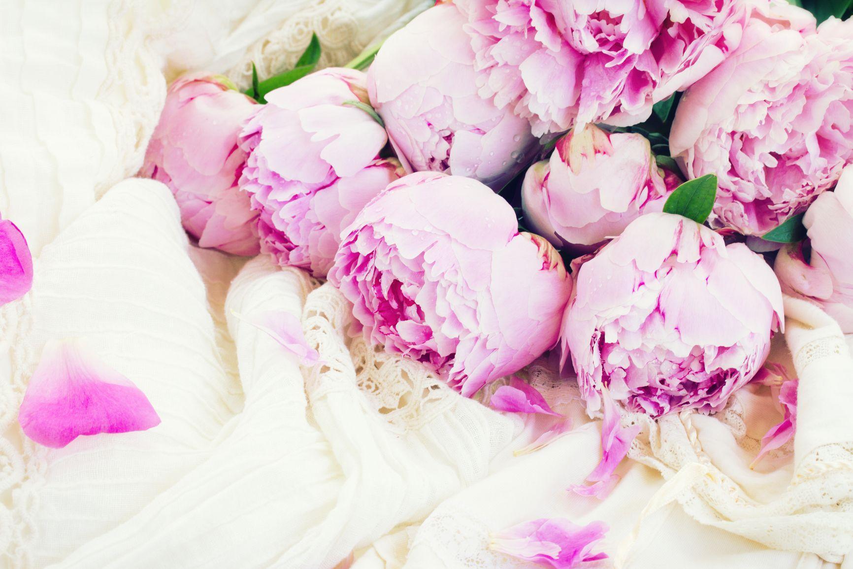 1732x1155 Pink Peony Wallpaper