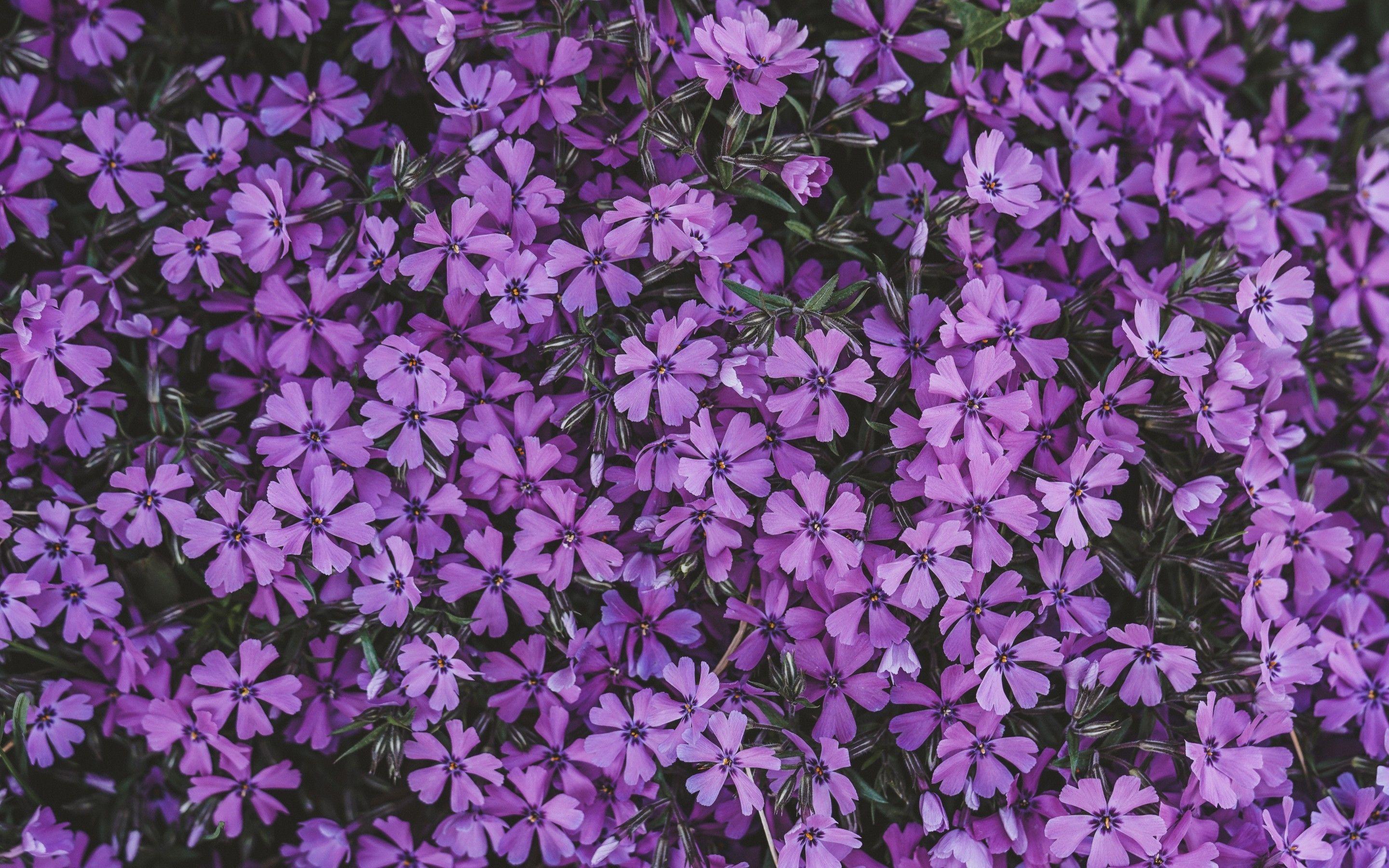 2880x1800 Tải xuống 2880x1800 Tím Lilac, Hình nền vườn