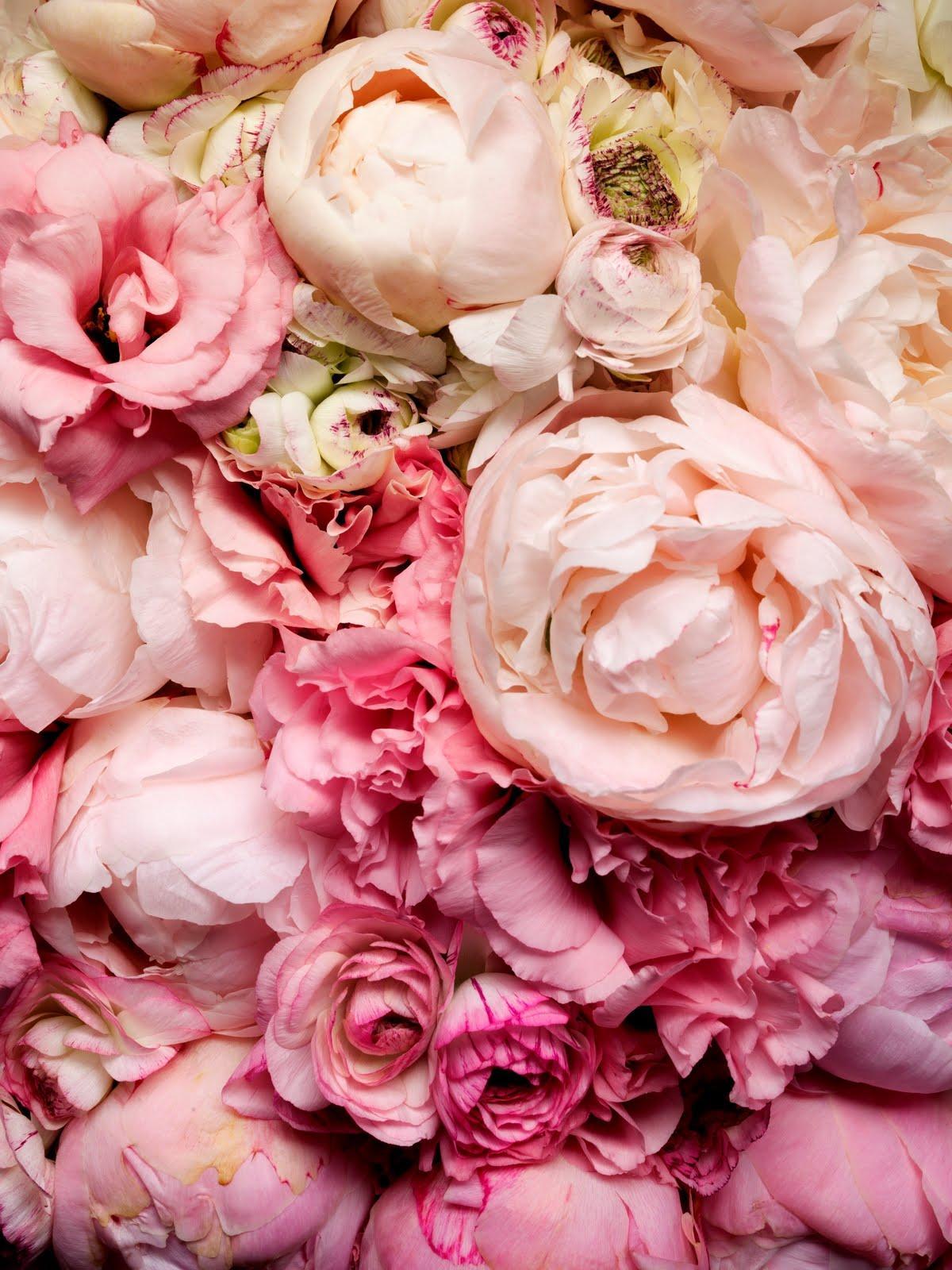 1200x1600 Peony Wallpaper