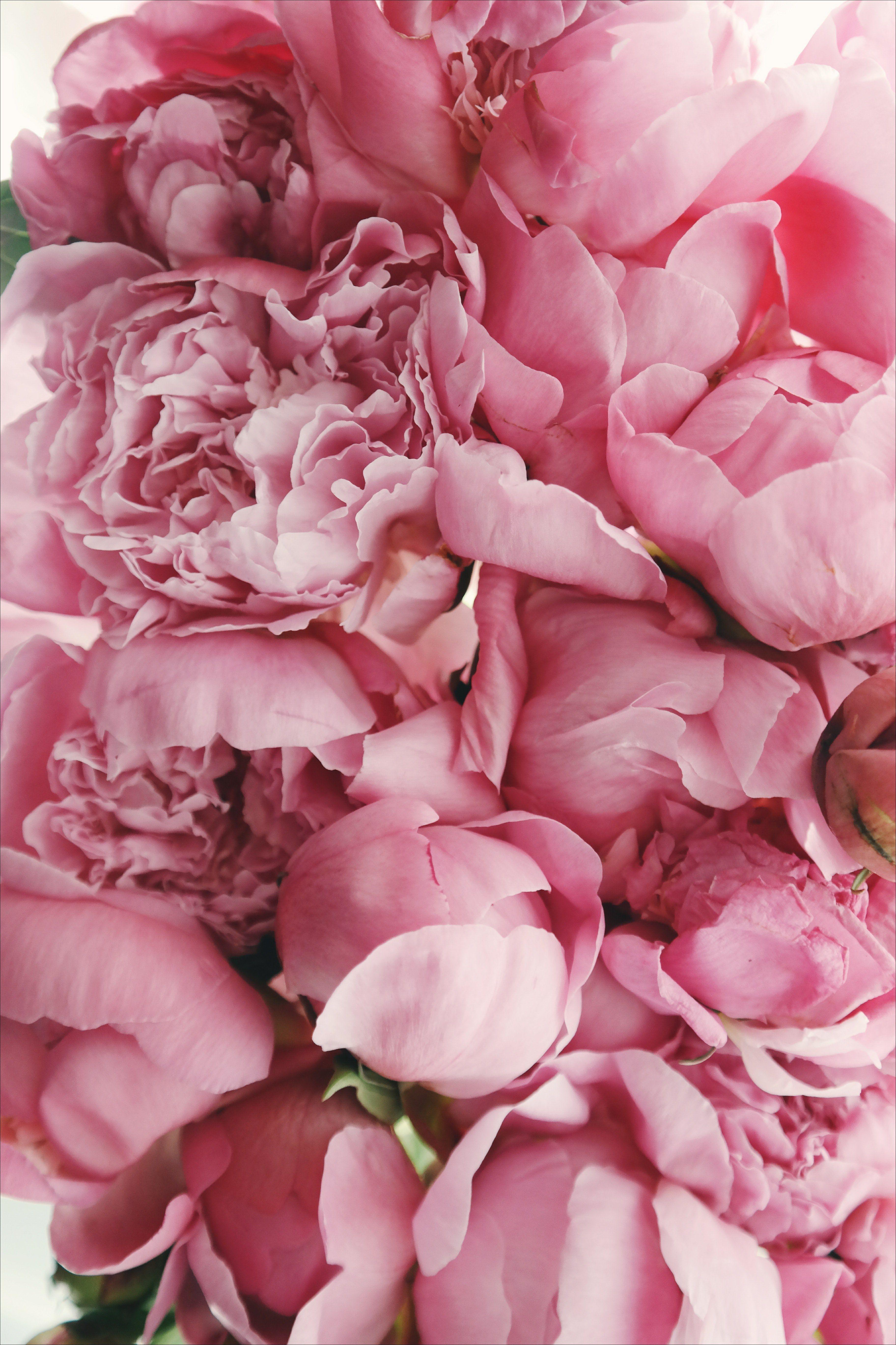 3648x5472 summer spring pink peony and fresh flower HD wallpaper