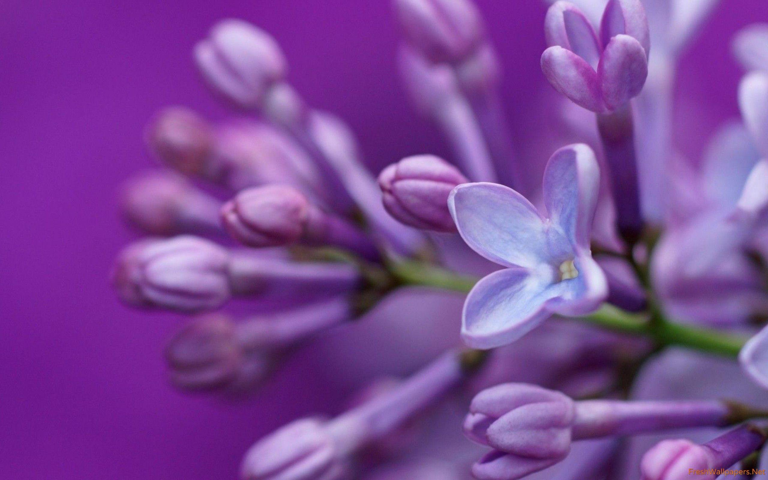 Hình nền Đóng lên màu tím Lilac 2560x1600