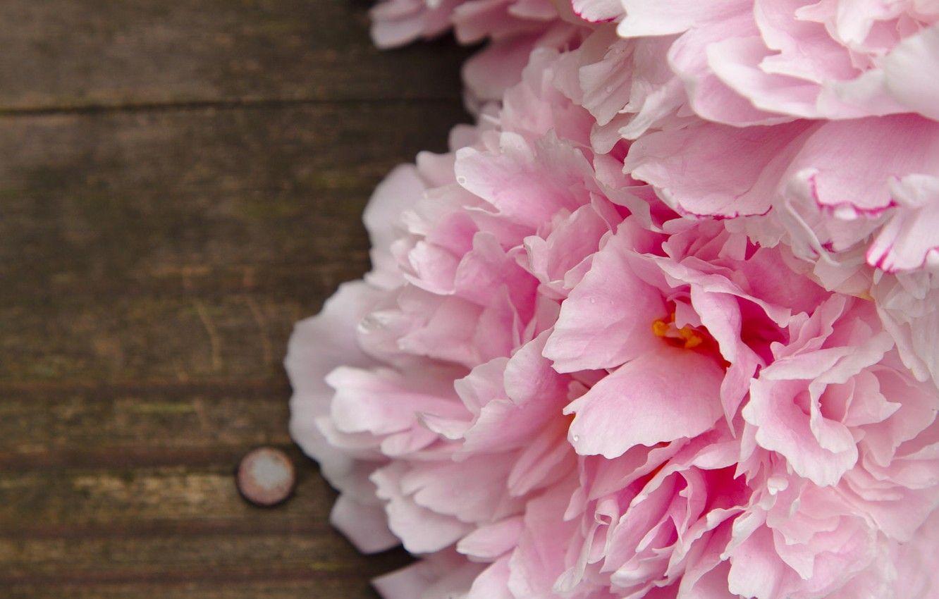 Light Pink Peonies Wallpapers - Top Free Light Pink Peonies Backgrounds ...