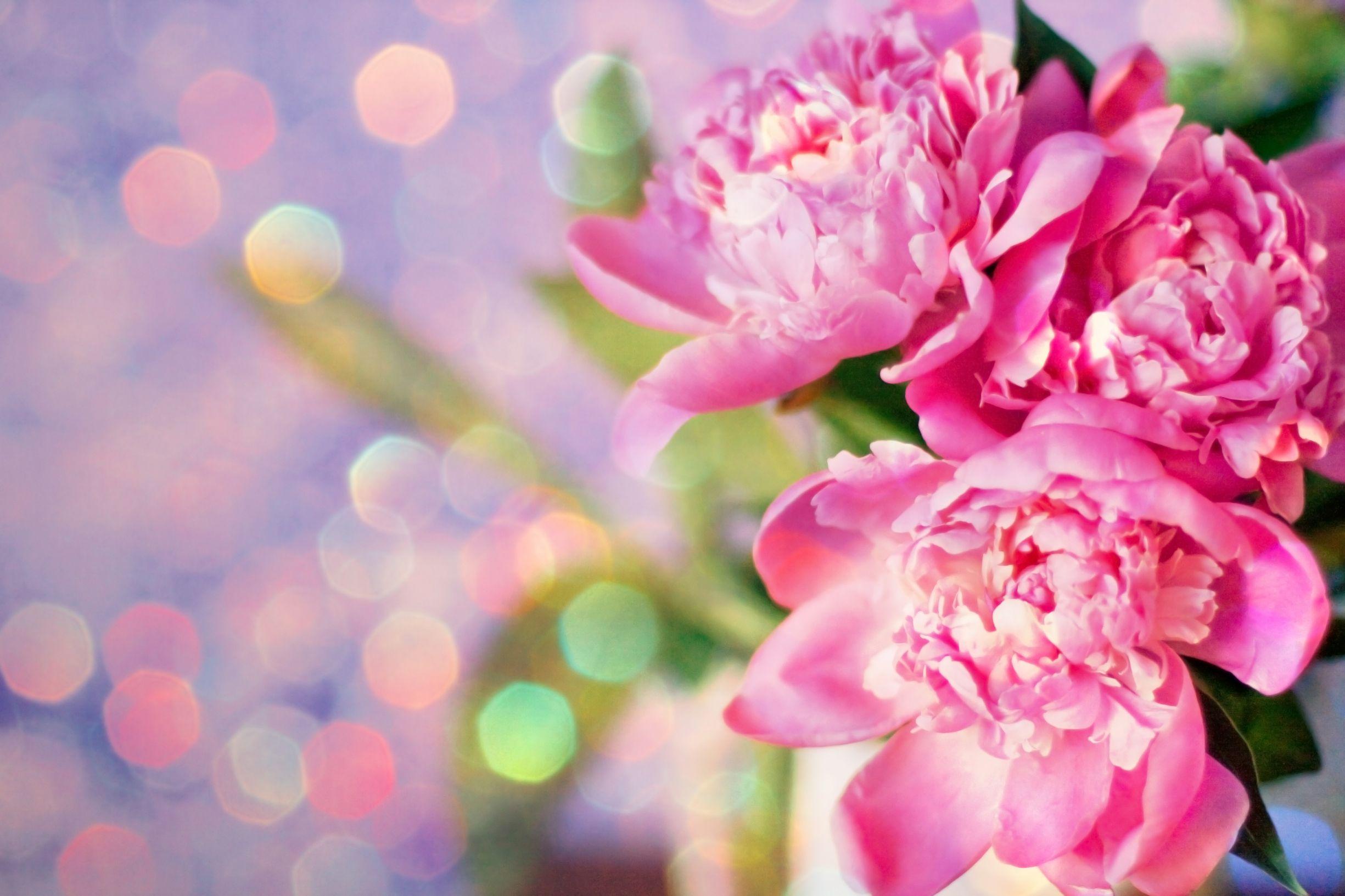 2450x1633 Peony Wallpaper