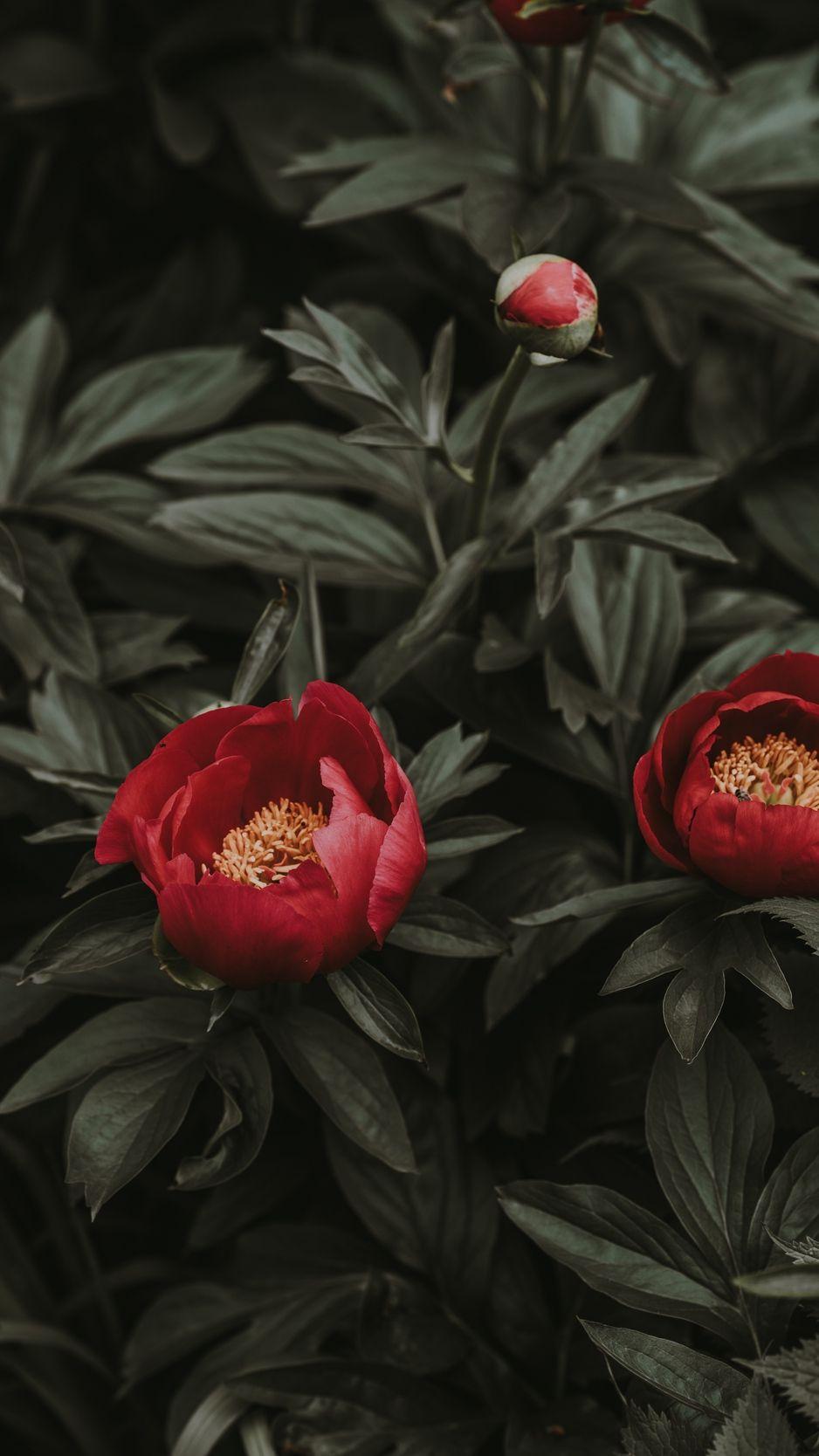 938x1668 Download wallpaper 938x1668 peonies, red, leaves, flowerbed