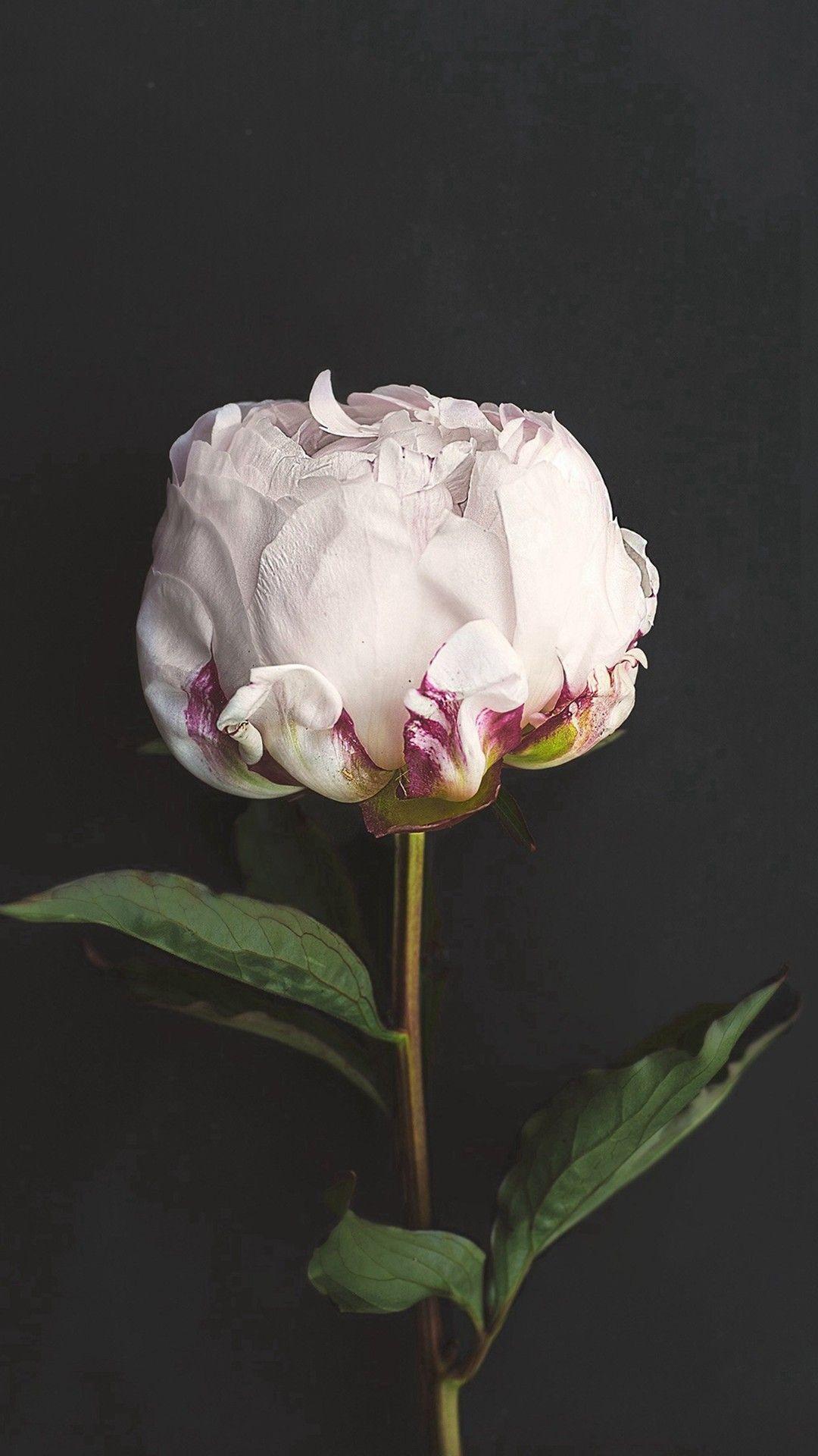 1080x1920 White Peony Wallpaper