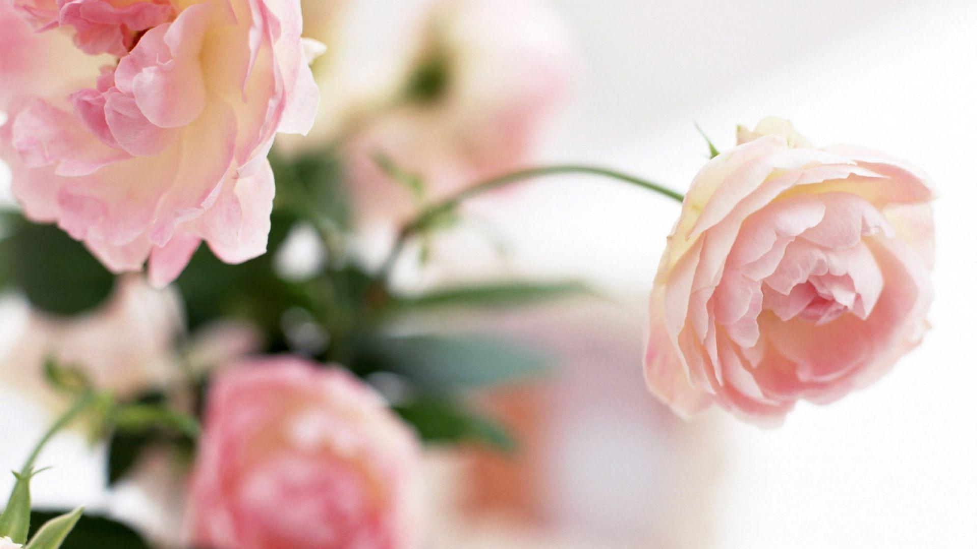 1920x1080 Peony Wallpaper Flowers Desktop Background