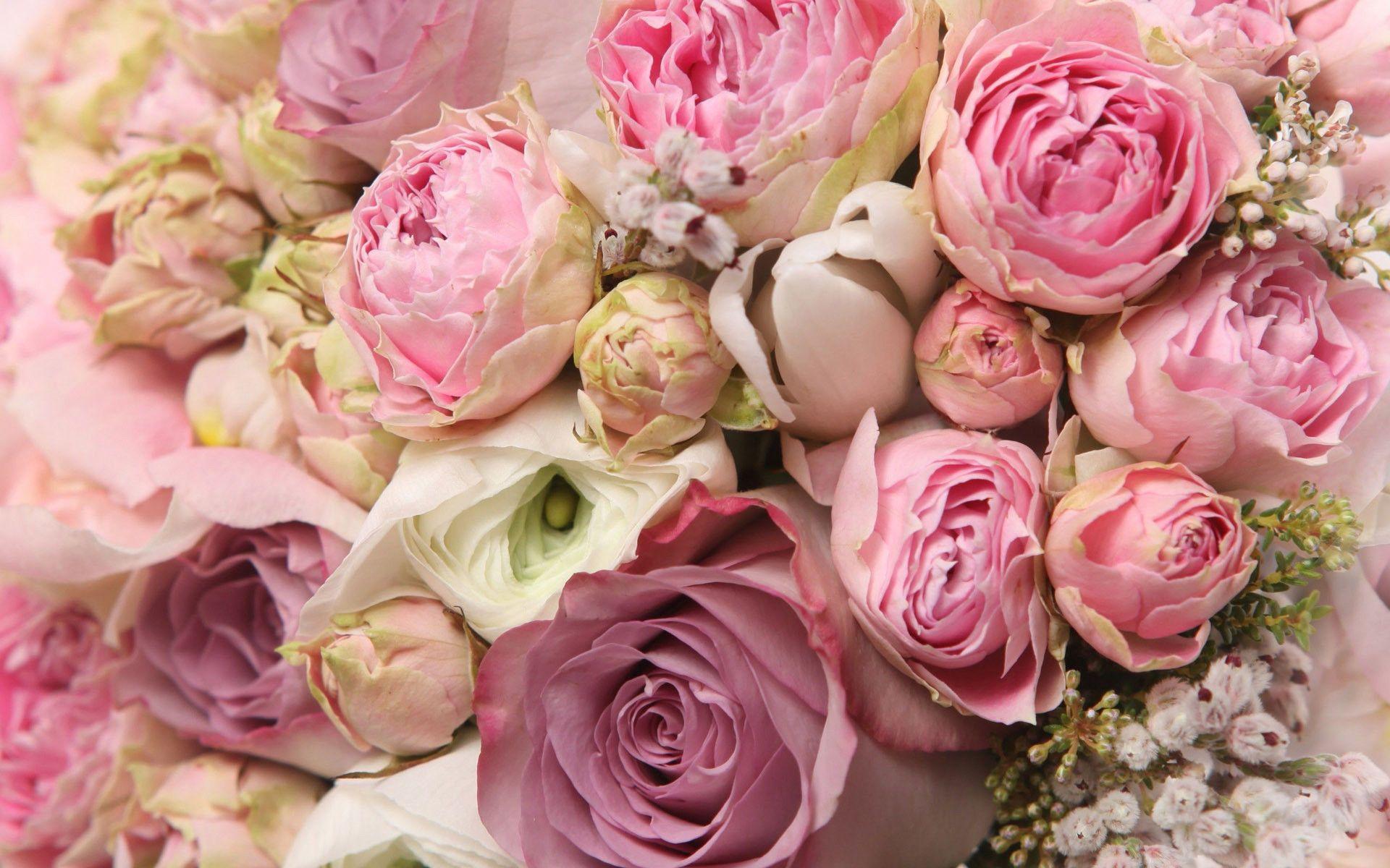 1920x1200 Pink Peonies Wallpaper