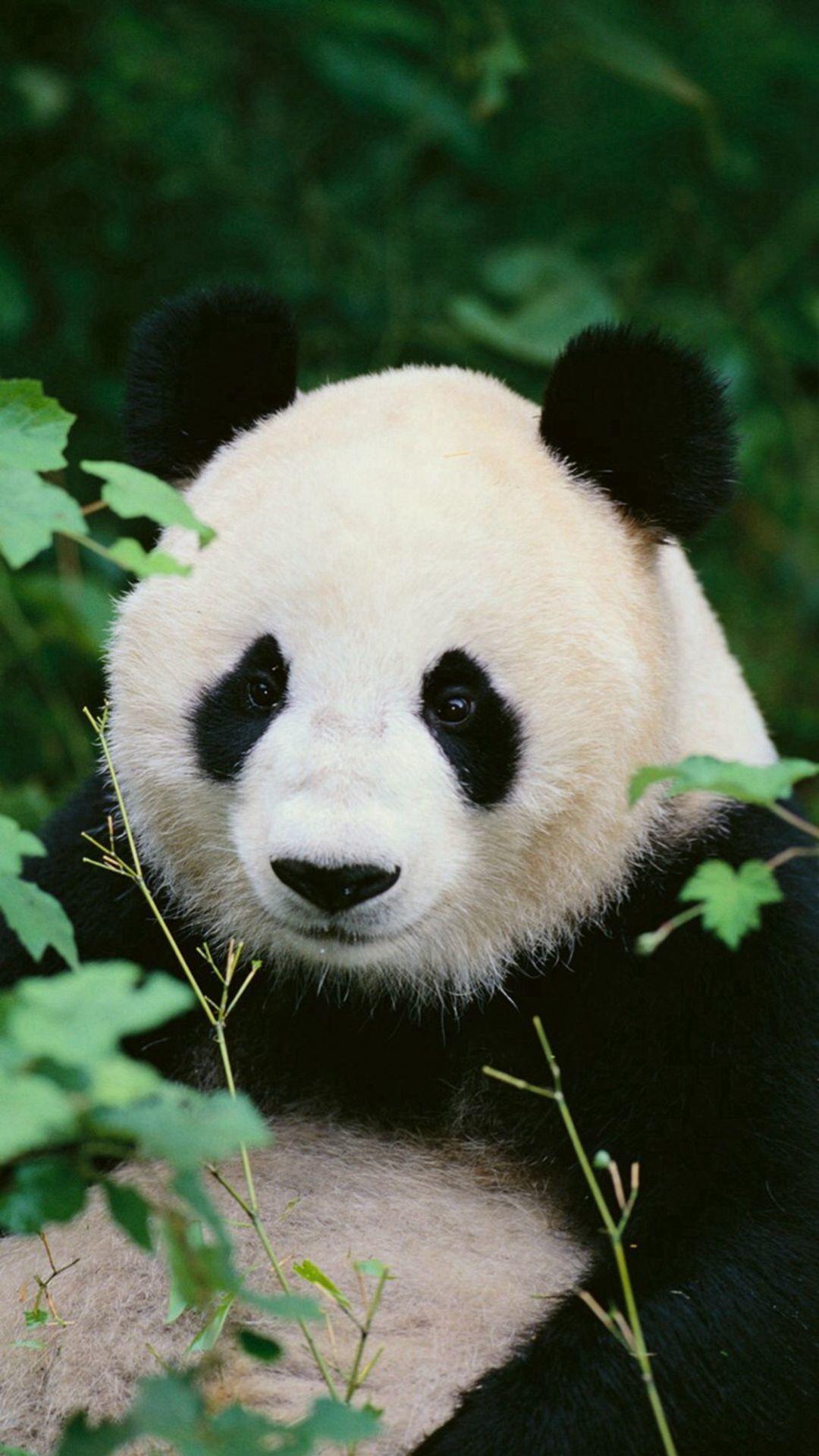 Panda iPhone Wallpapers - Top Free Panda iPhone Backgrounds -  WallpaperAccess