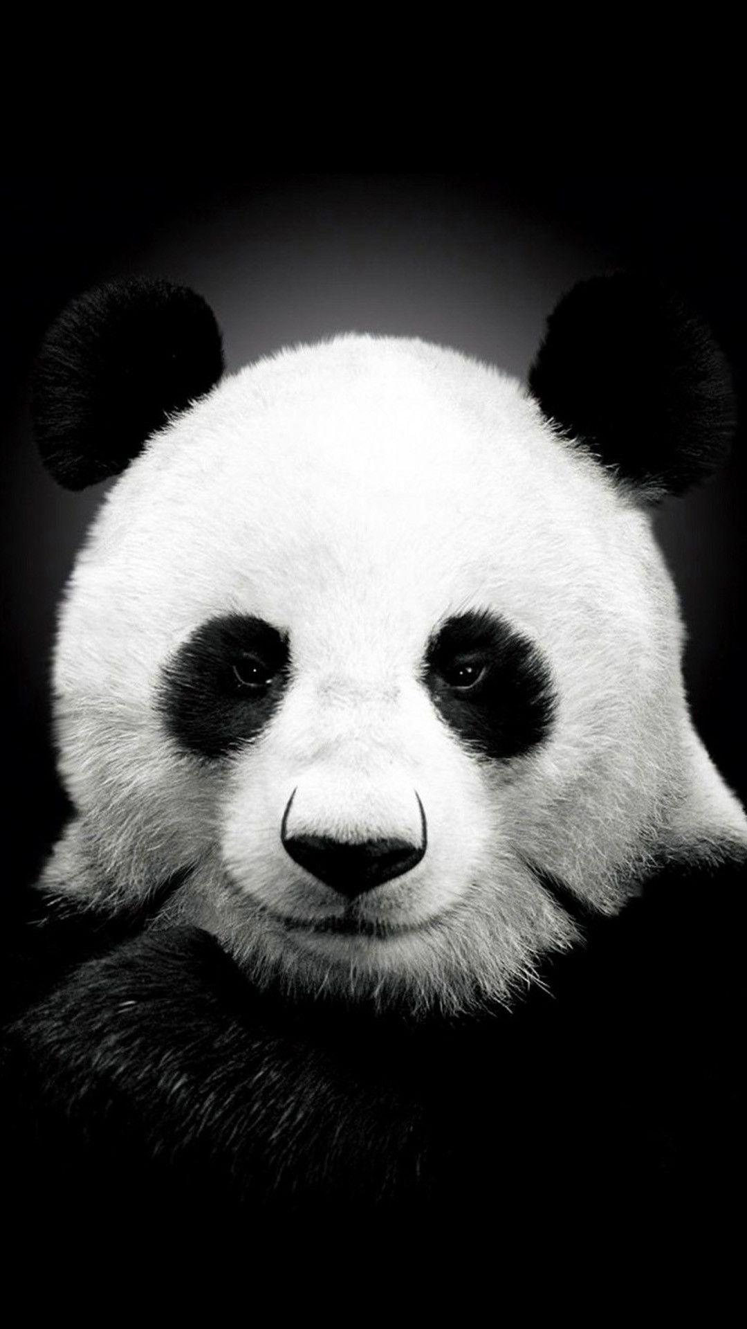 Cute panda HD wallpapers | Pxfuel