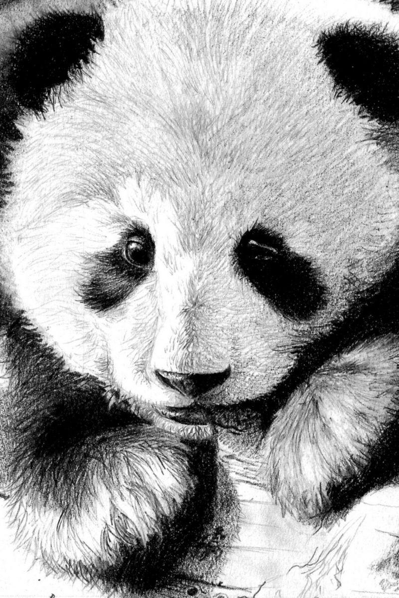 Panda iPhone Wallpapers - Top Free Panda iPhone Backgrounds ...
