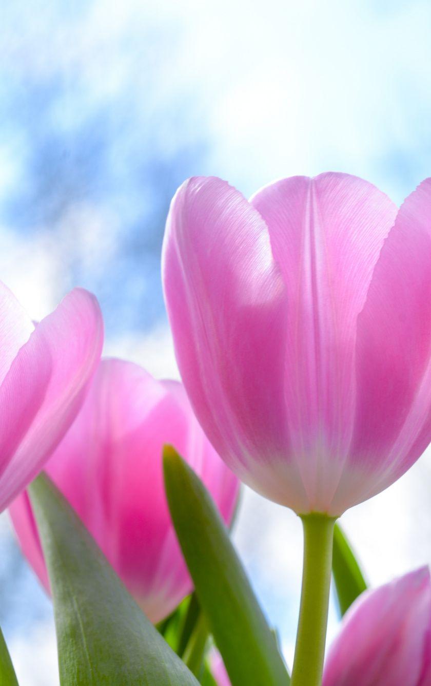840x1336 Download 840x1336 wallpaper fresh, pink tulips, flowers