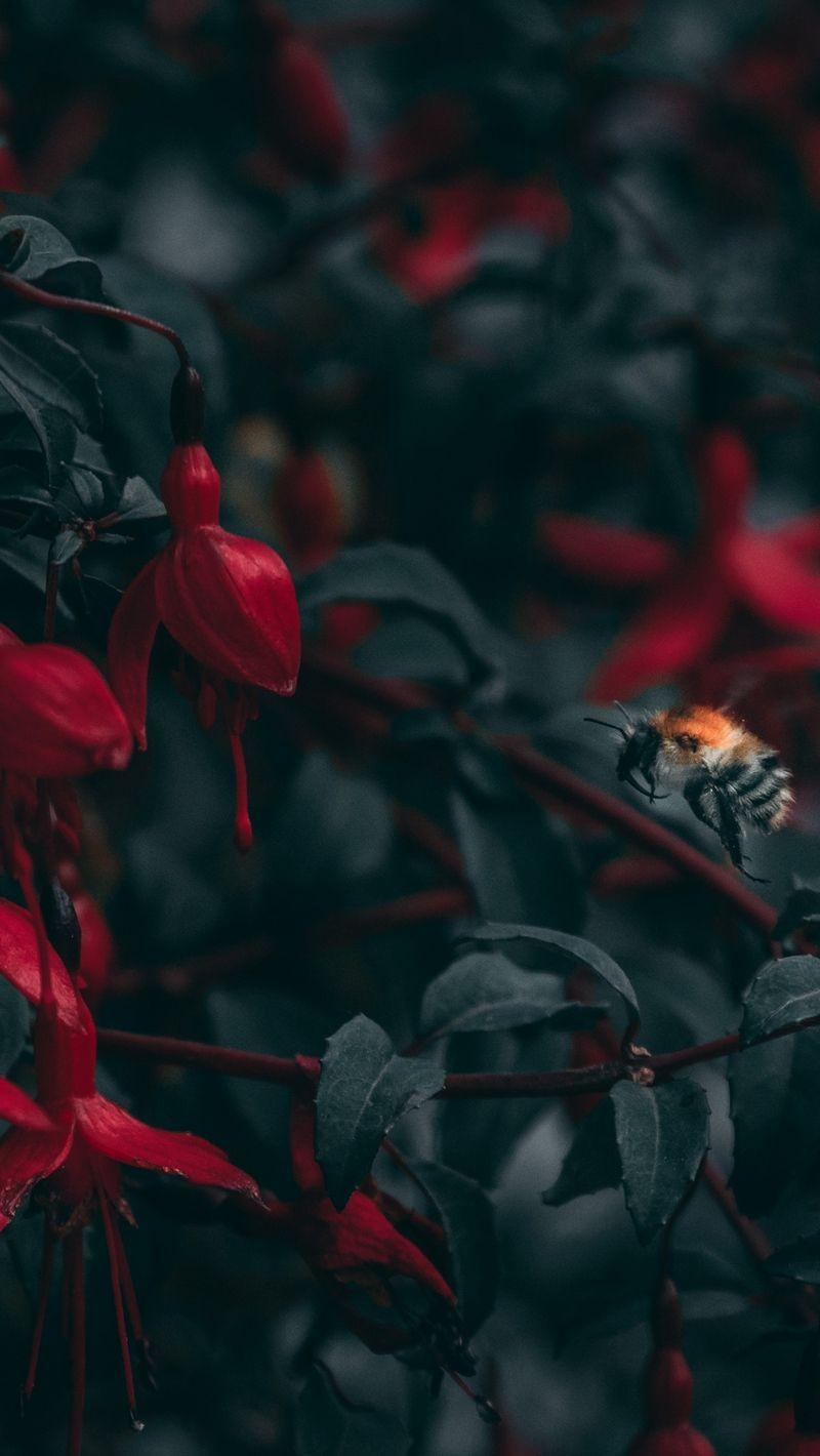 800x1420 Download wallpaper 800x1420 bee, flowers, insect, blur