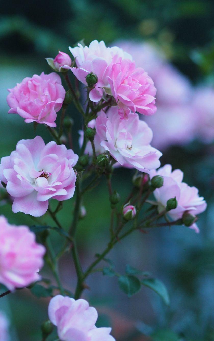 840x1336 Download 840x1336 wallpaper roses, flowers, blossom, pink