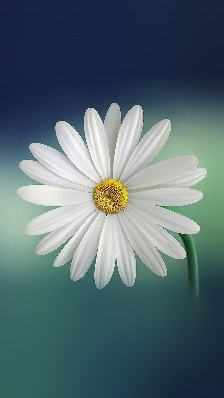 750x1334 iPhone wallpaper. flower blue green nature