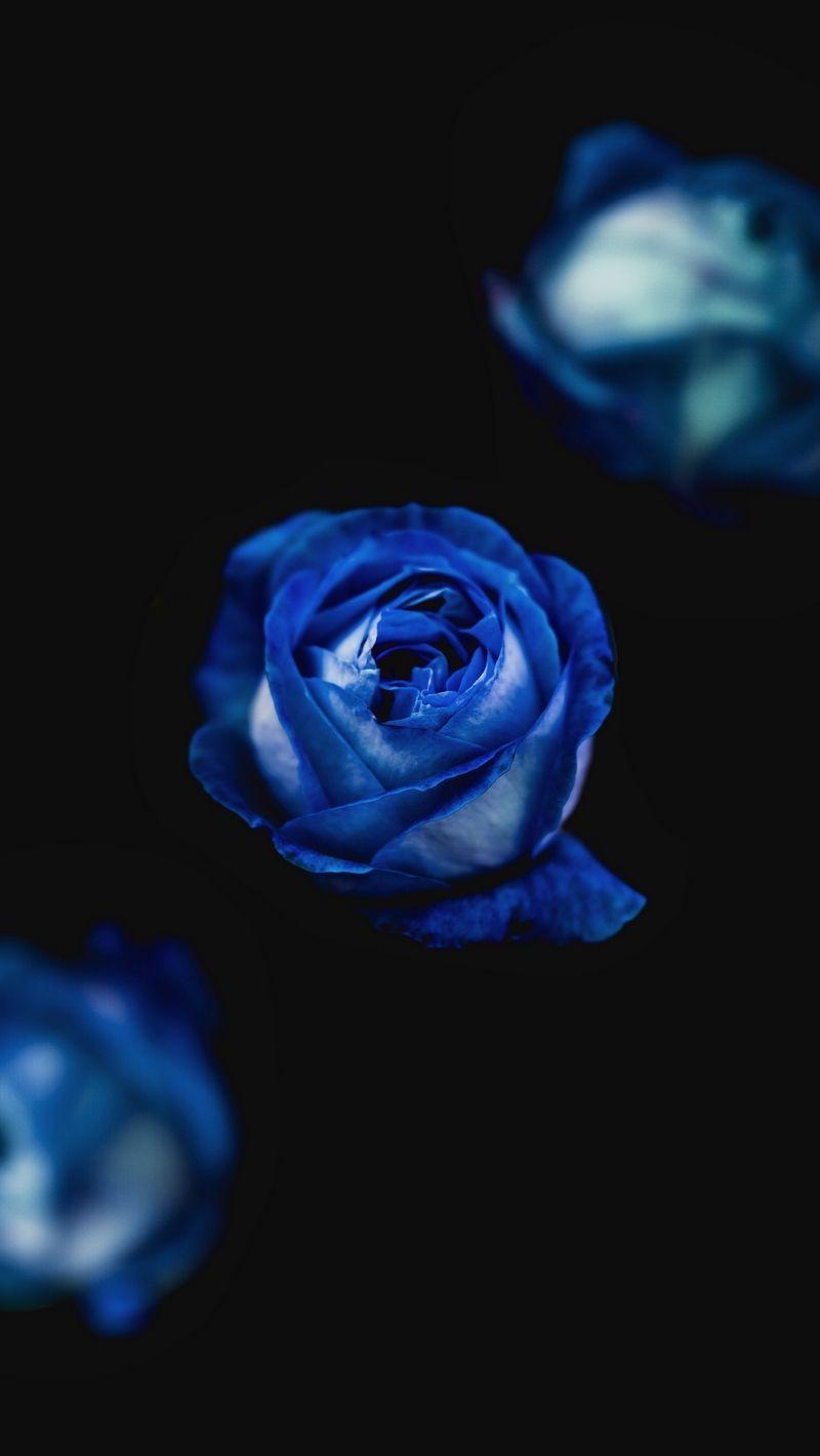 800x1420 Download wallpaper 800x1420 rose, blue, bud, flower iphone