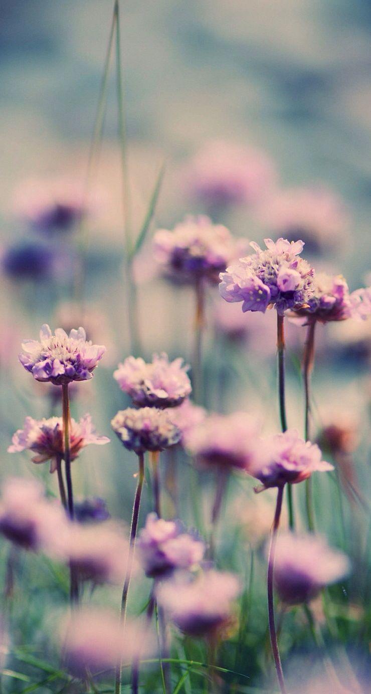 740x1384 iPhone 5 wallpaper. Flower wallpaper, Mac wallpaper, Spring wallpaper