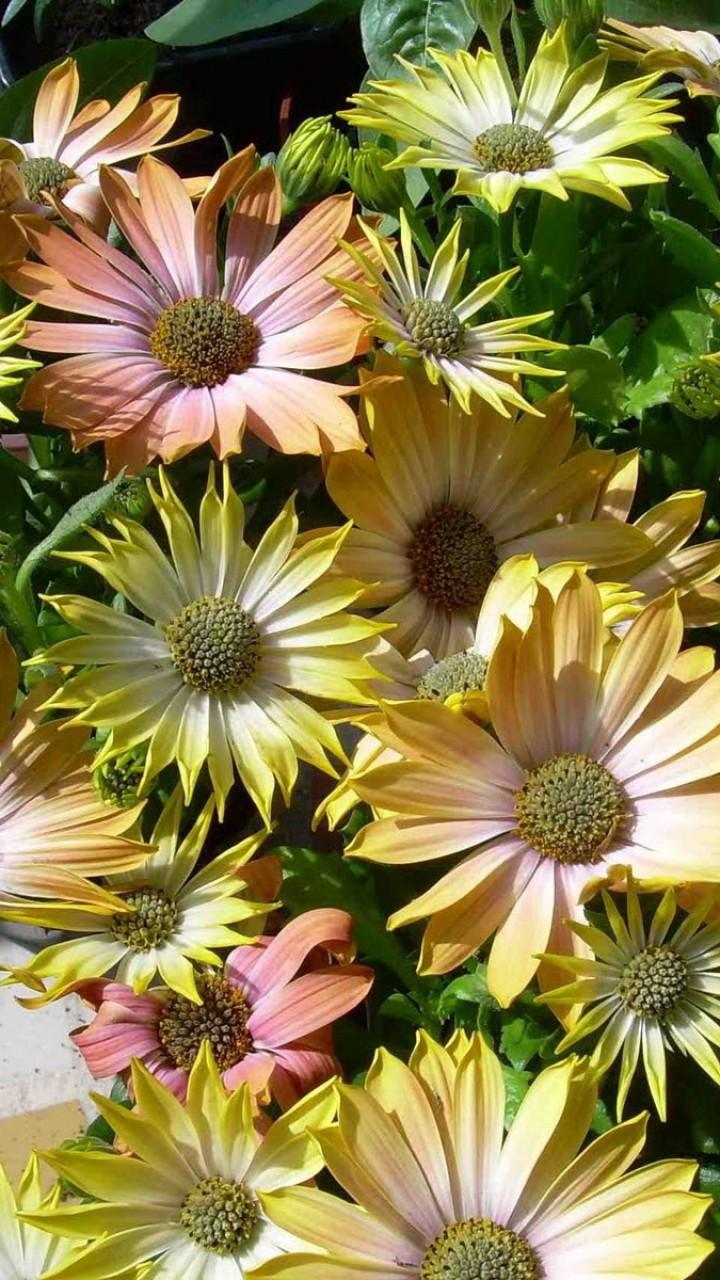 720x1280 Yellow Flowers HD Wallpaper For iPhone and Android