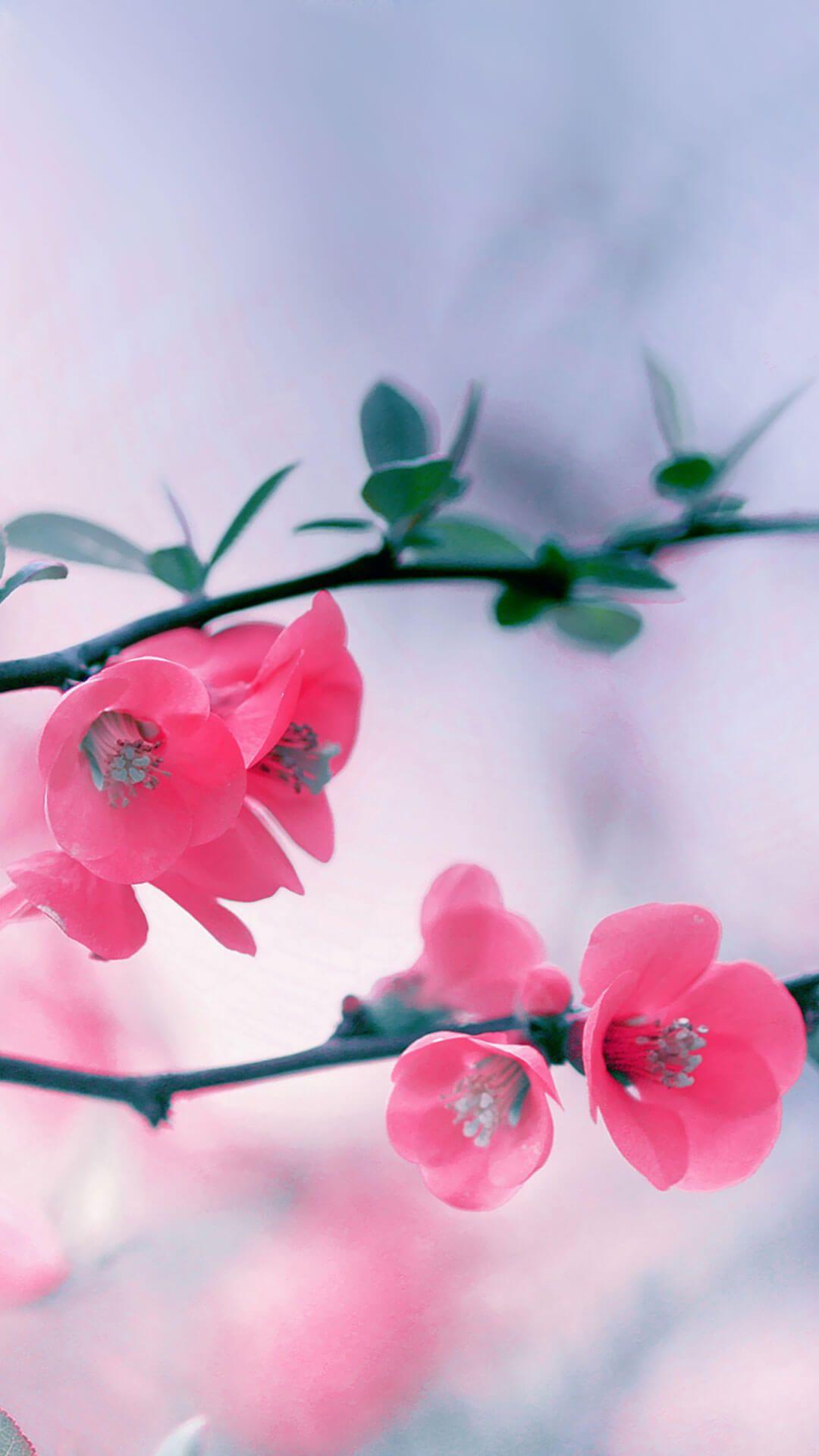 1080x1920 Flowers Wallpaper HD