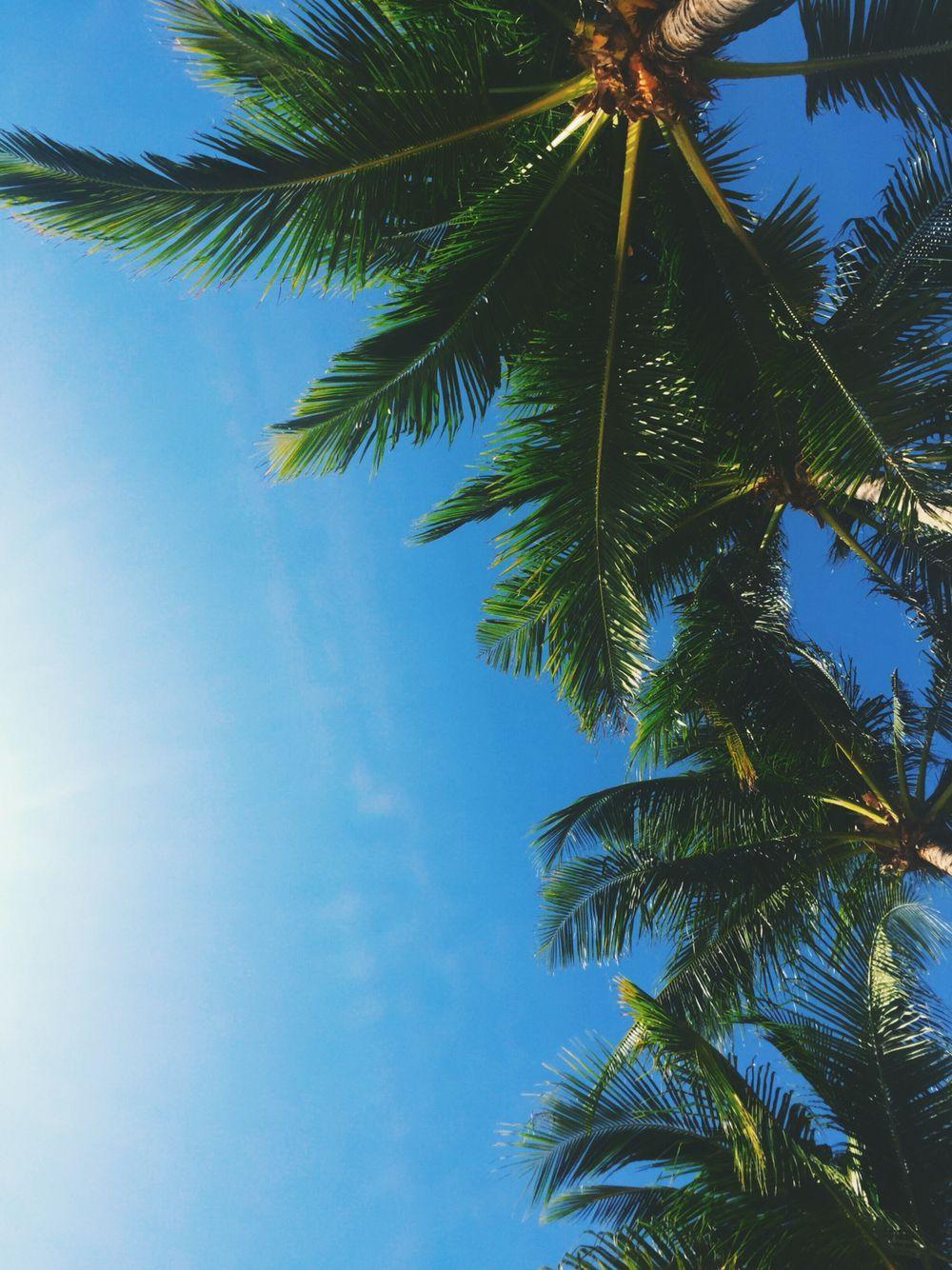 1000x1334 Boracay Palm trees iPhone wallpaper. #palmtree #boracay #iphone #wallpaper #background. Palm tree iphone wallpaper, Beach wallpaper iphone, Wallpaper background