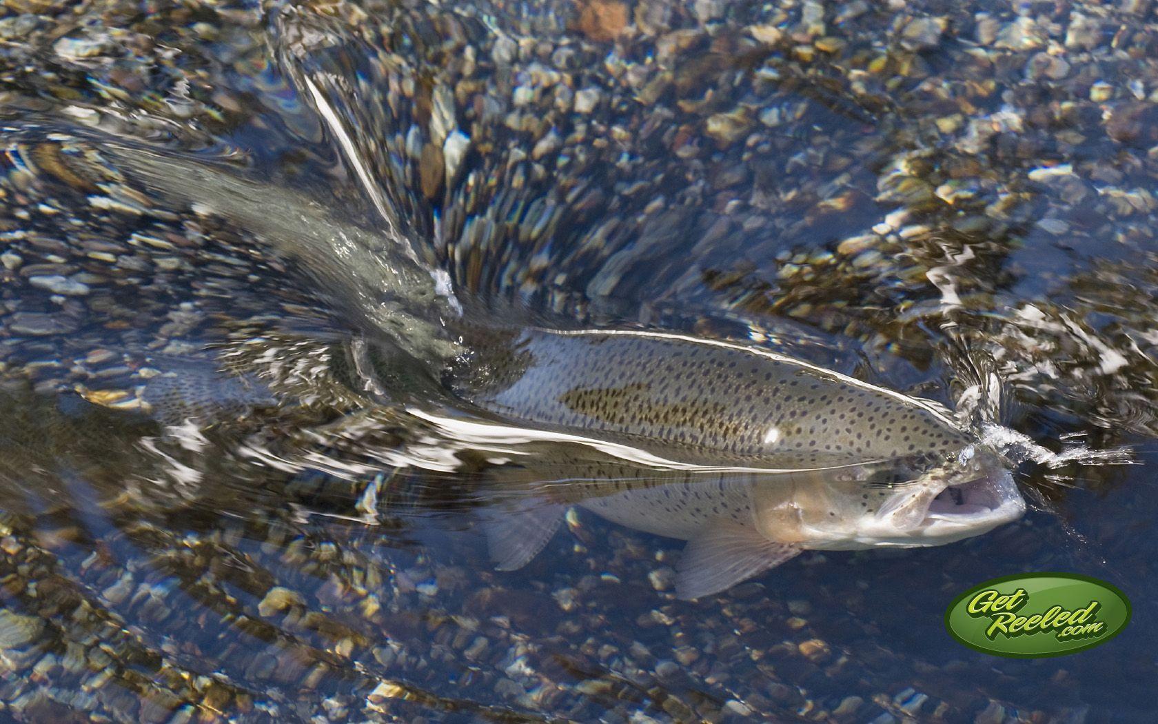 1680x1050 Trout Fishing Wallpaper for Desktop
