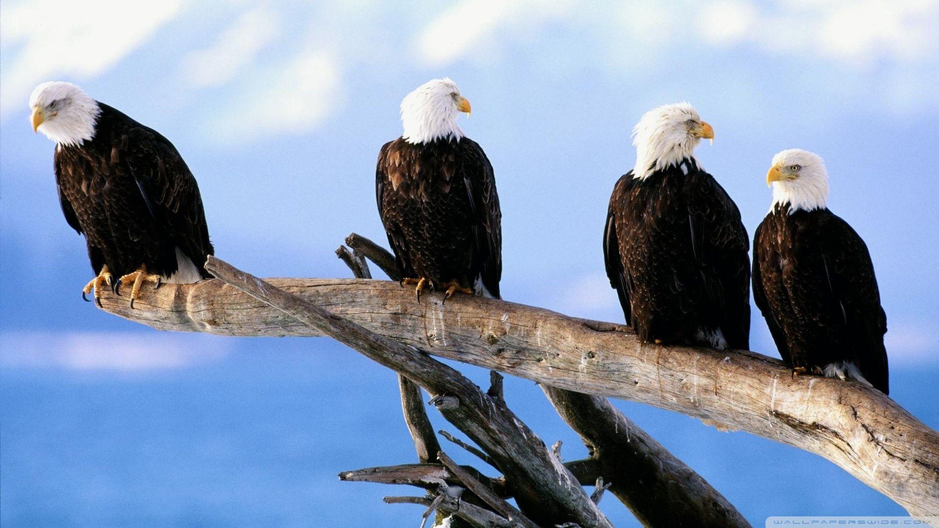 1920x1080 Bald eagle HD wallpaper download